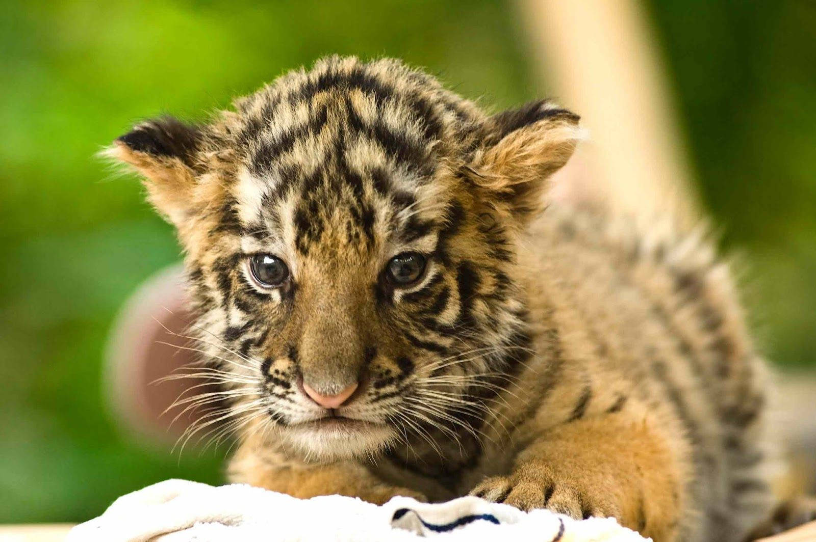 Baby Tiger, white whiskers, striped fur, HD Desktop Wallpaper