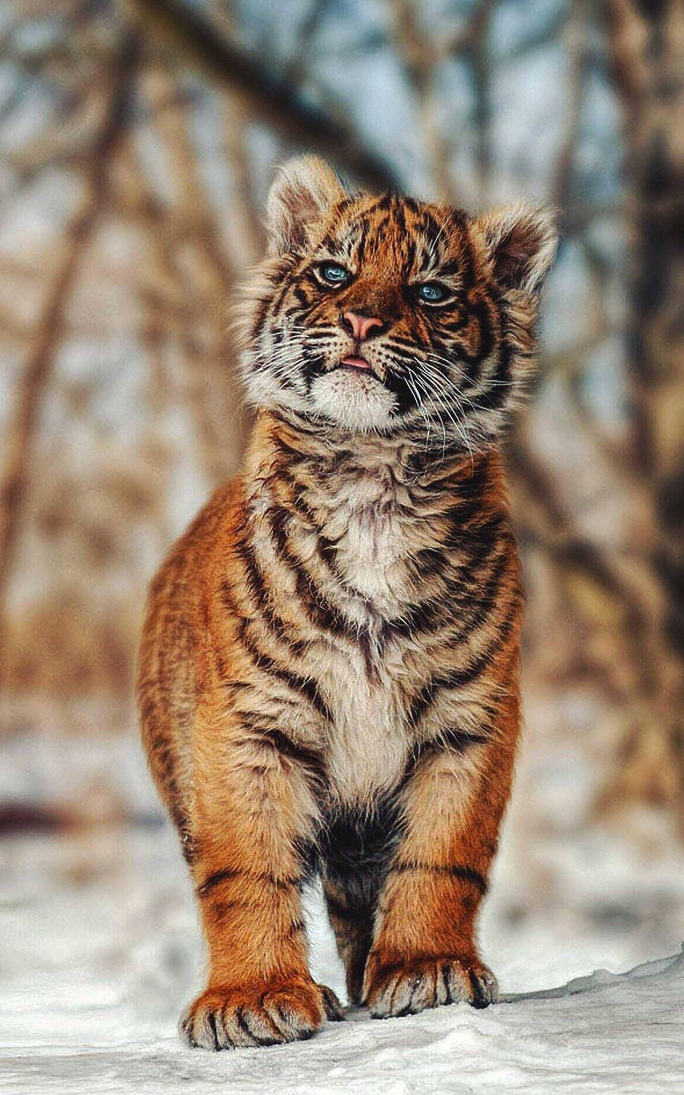 Baby Tiger, snowy forest, orange and black stripes, 4K Phone Wallpaper