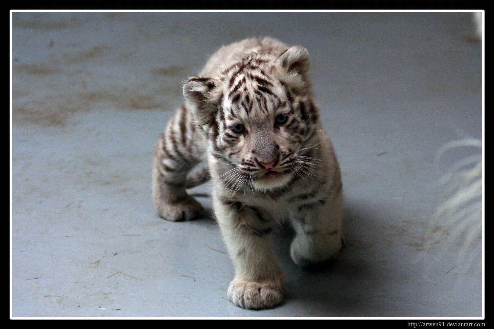 Baby Tiger, white tiger cub, black stripes, Full HD Desktop Wallpaper