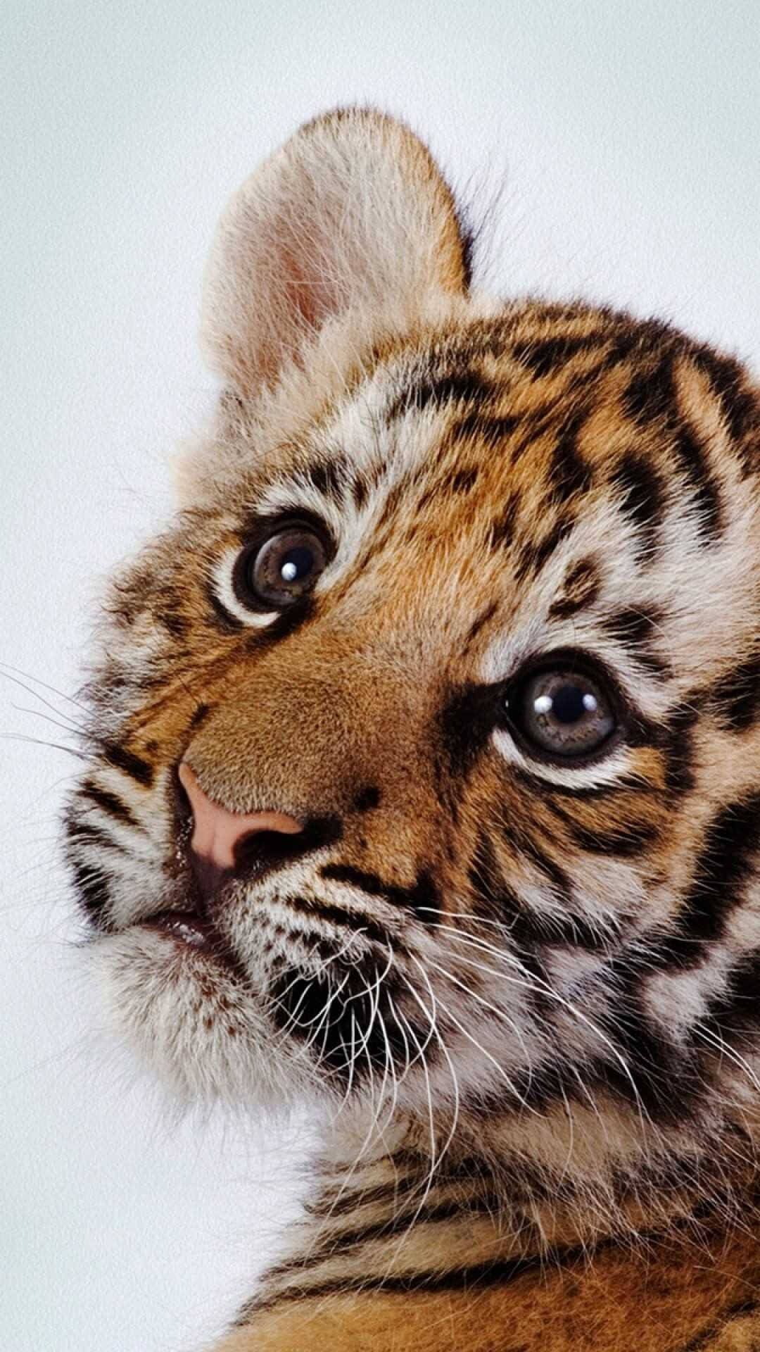 Baby Tiger, baby tiger cub, wide curious eyes, Full HD Phone Wallpaper