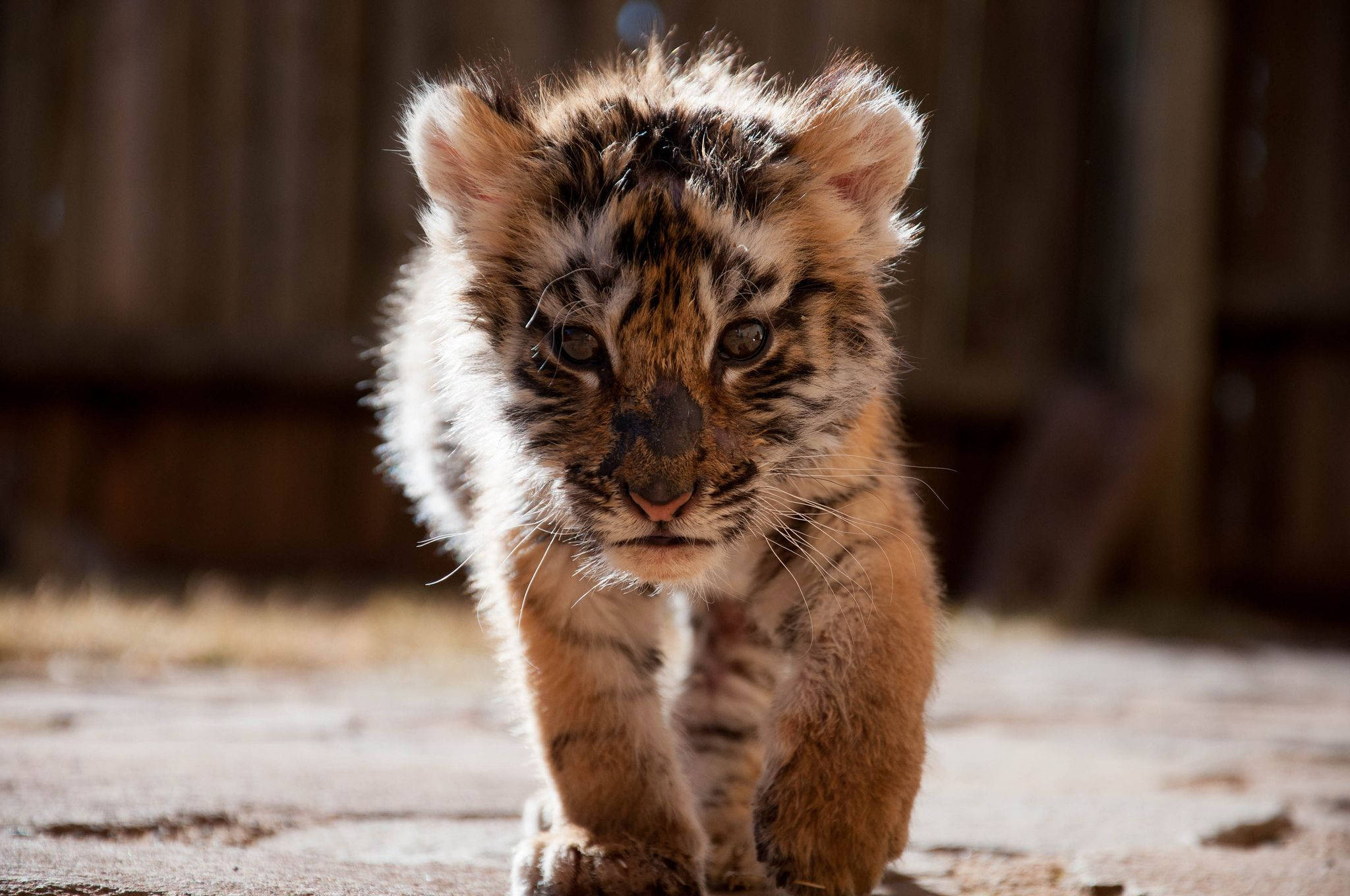 Baby Tiger, tiger cub, fluffy orange and black stripes, Full HD Desktop Wallpaper