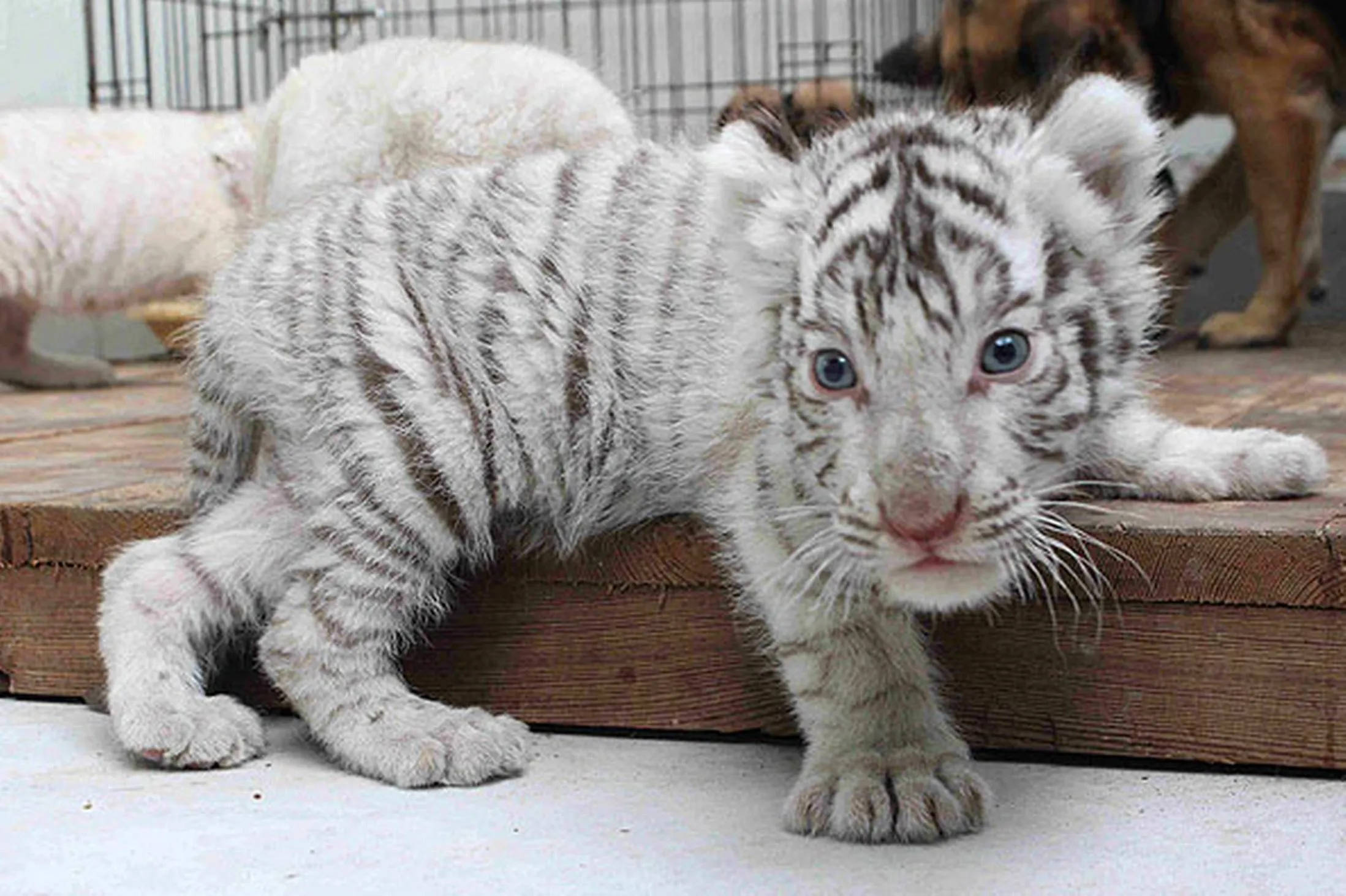 white tiger cub, blue eyes, black stripes, Full HD Desktop Wallpaper