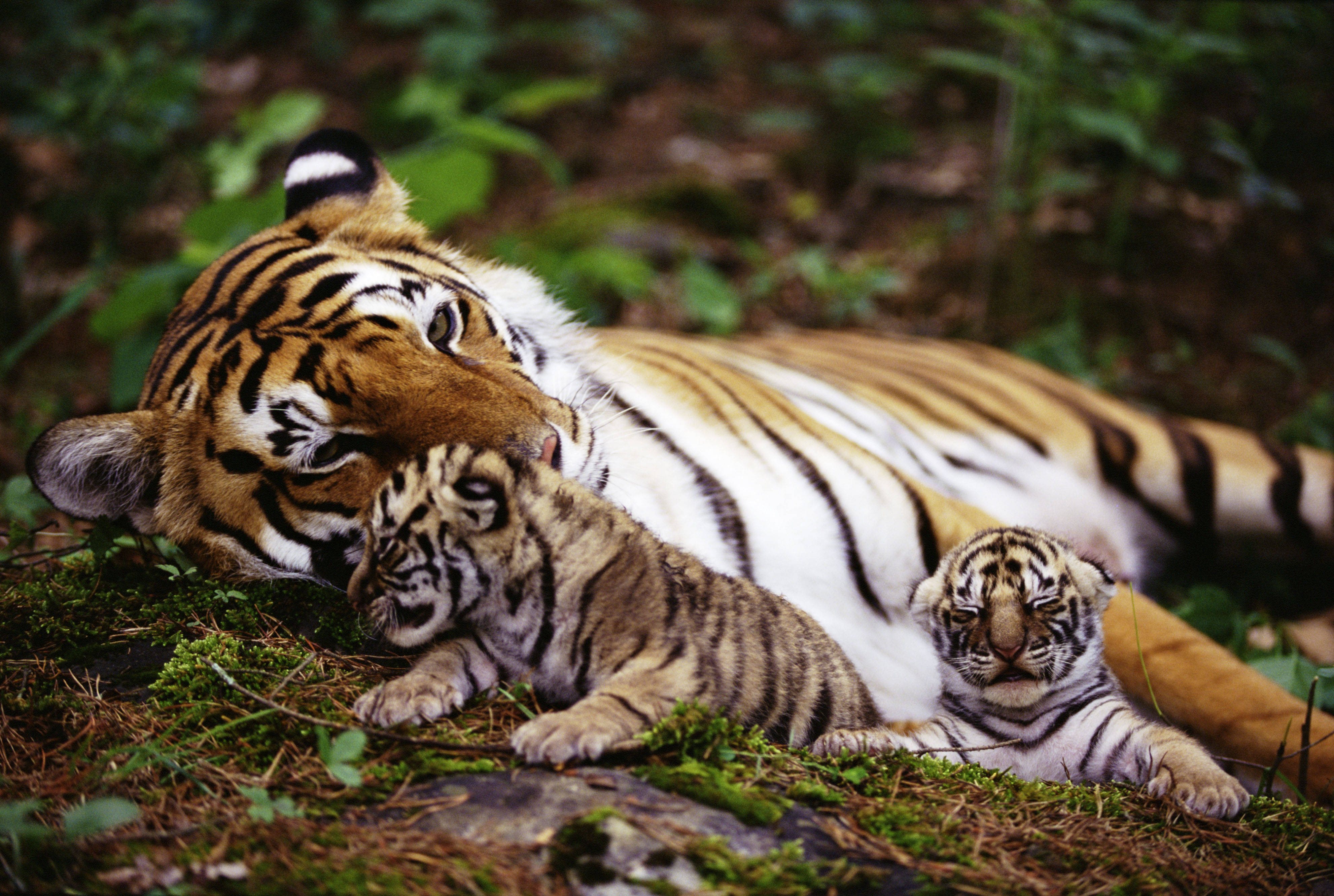 mother tiger, two cubs, mossy forest clearing, 4K Desktop Wallpaper