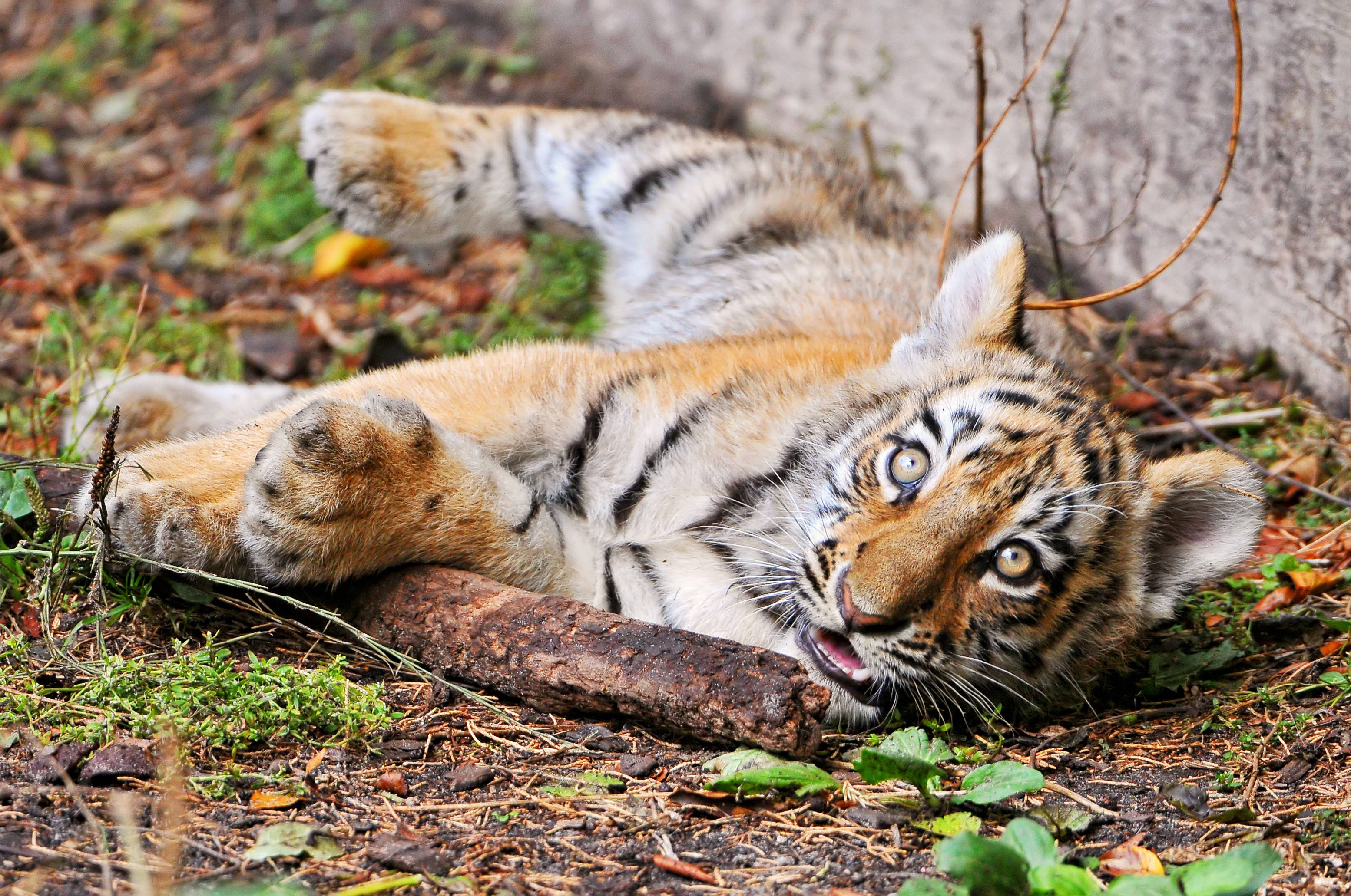 Baby Tiger, orange eyes, forest floor, 2K Desktop Wallpaper