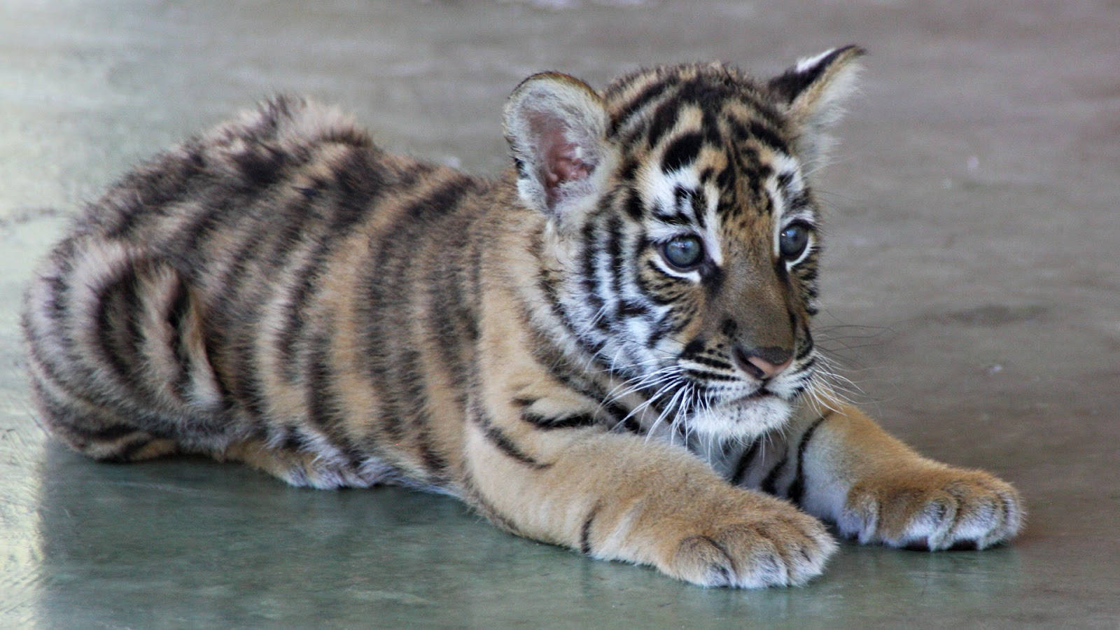 Baby Tiger, light blue eyes, striped fur, HD Desktop Wallpaper