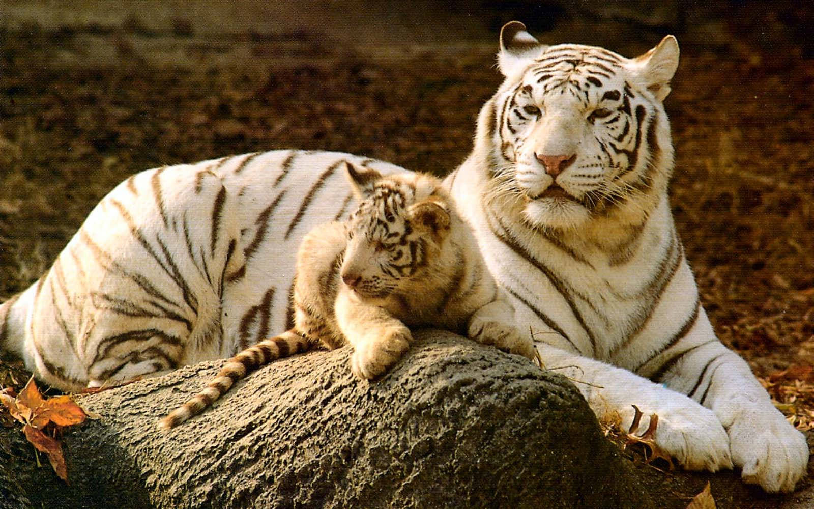 white baby tiger, sunlit rock, dry leaves, HD Desktop Wallpaper