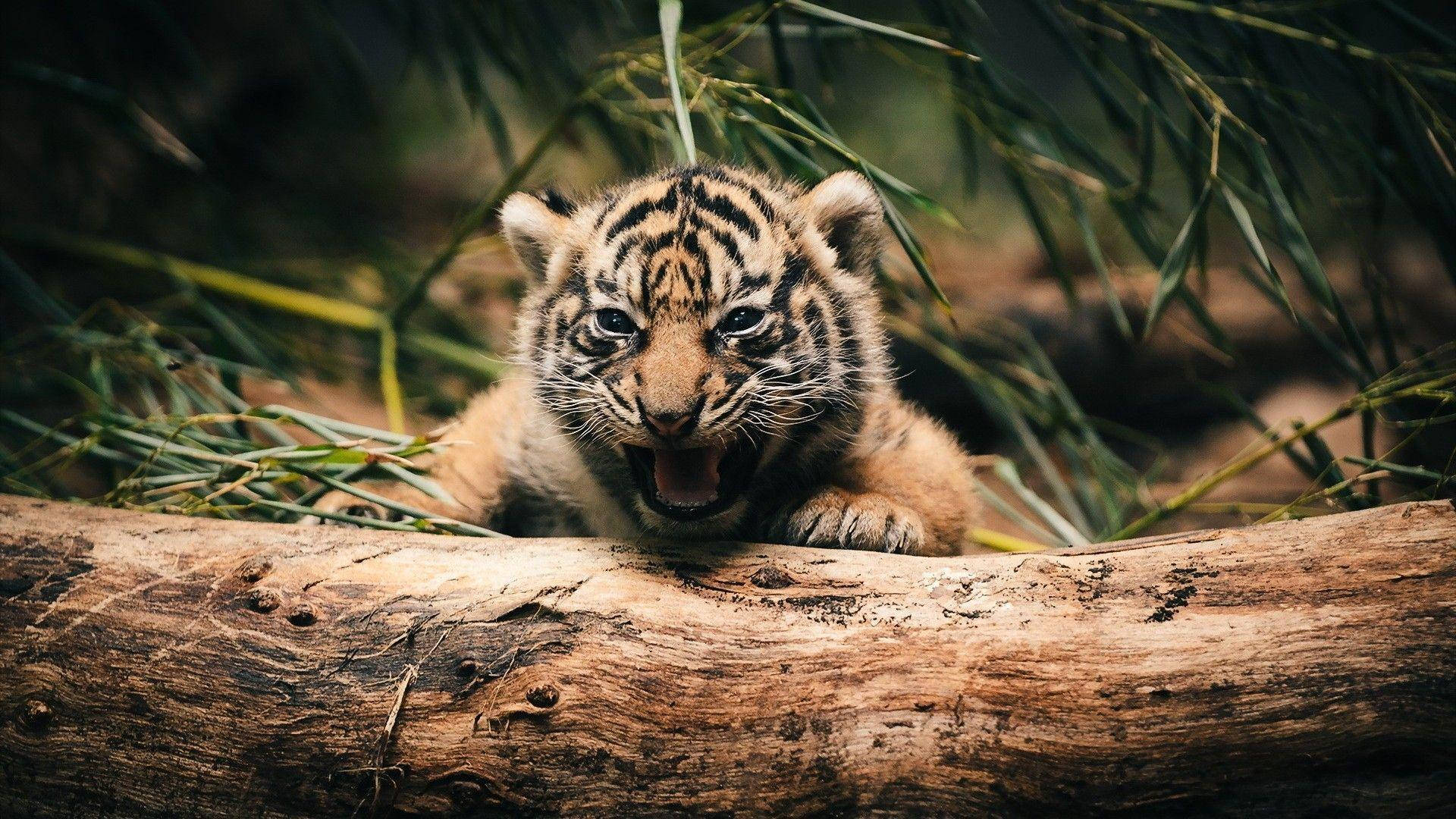 Baby Tiger, striped fur, bamboo stalks, Full HD Desktop Wallpaper
