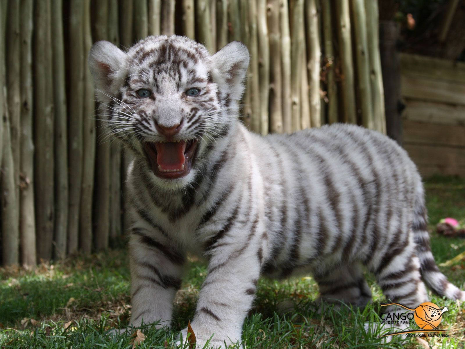 Baby White Tiger, white tiger cub, black stripes, HD Desktop Wallpaper