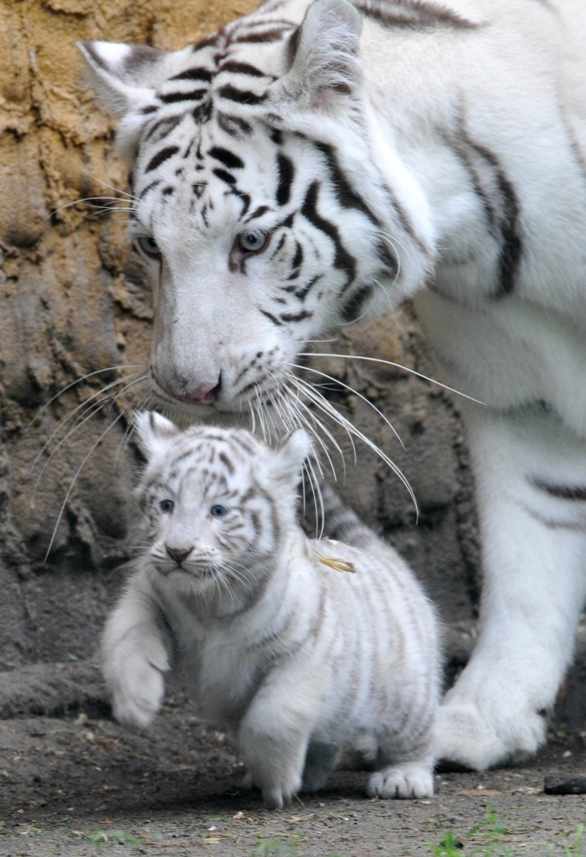 white tiger, white cub, rugged rock wall, 2K Phone Wallpaper