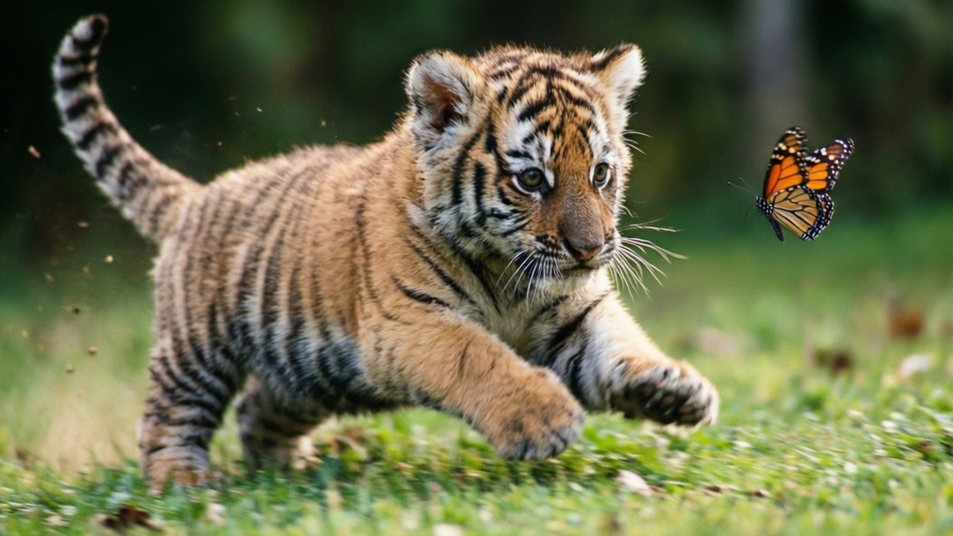 Baby Tiger, monarch butterfly, sunlit forest, Full HD Desktop Wallpaper