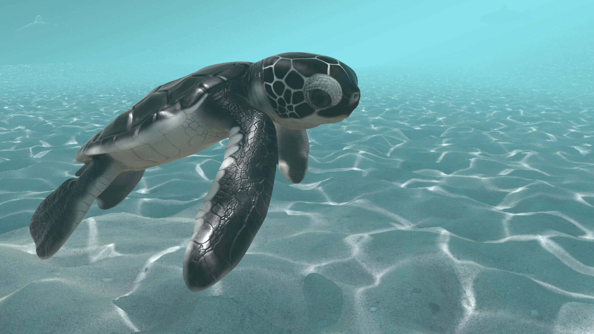 Baby Turtle, sea turtle, ocean, Full HD Desktop Wallpaper