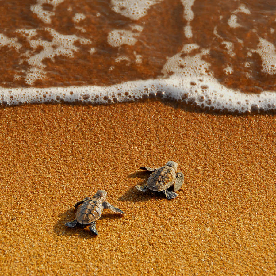Baby Turtle, golden sand, ocean, SD Desktop Wallpaper