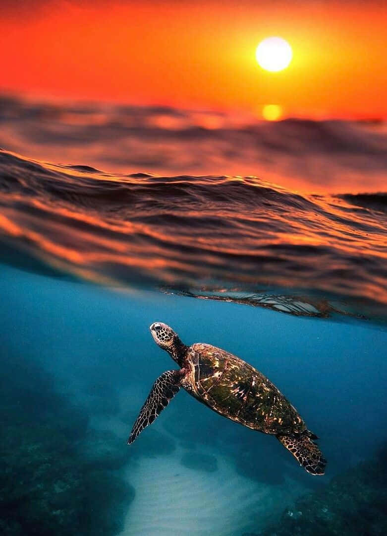 Baby Turtle, sea turtle, fiery sunset, SD Phone Wallpaper