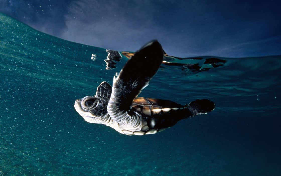baby sea turtle, ocean, underwater, SD Desktop Wallpaper