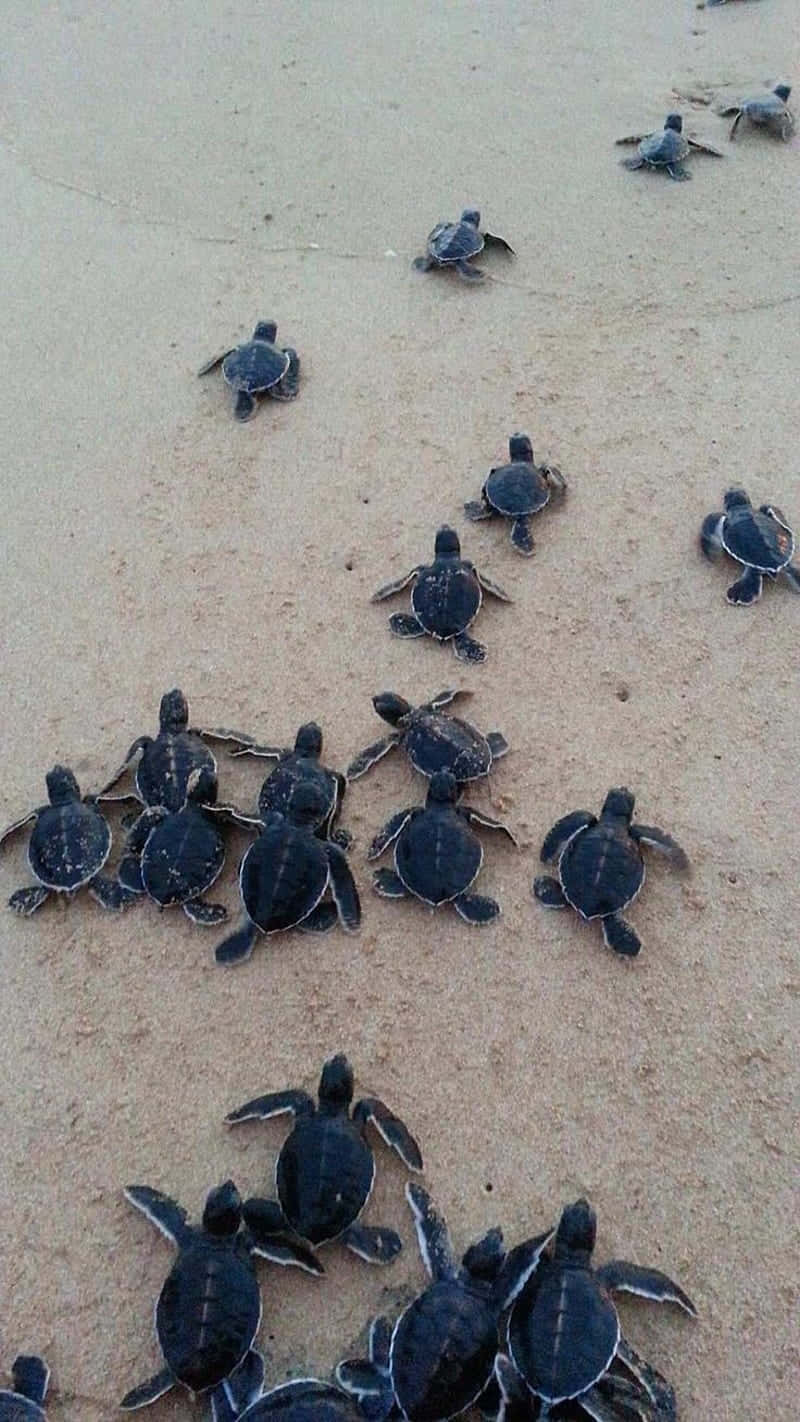 Baby Turtle, sea turtles, warm sand, HD Phone Wallpaper