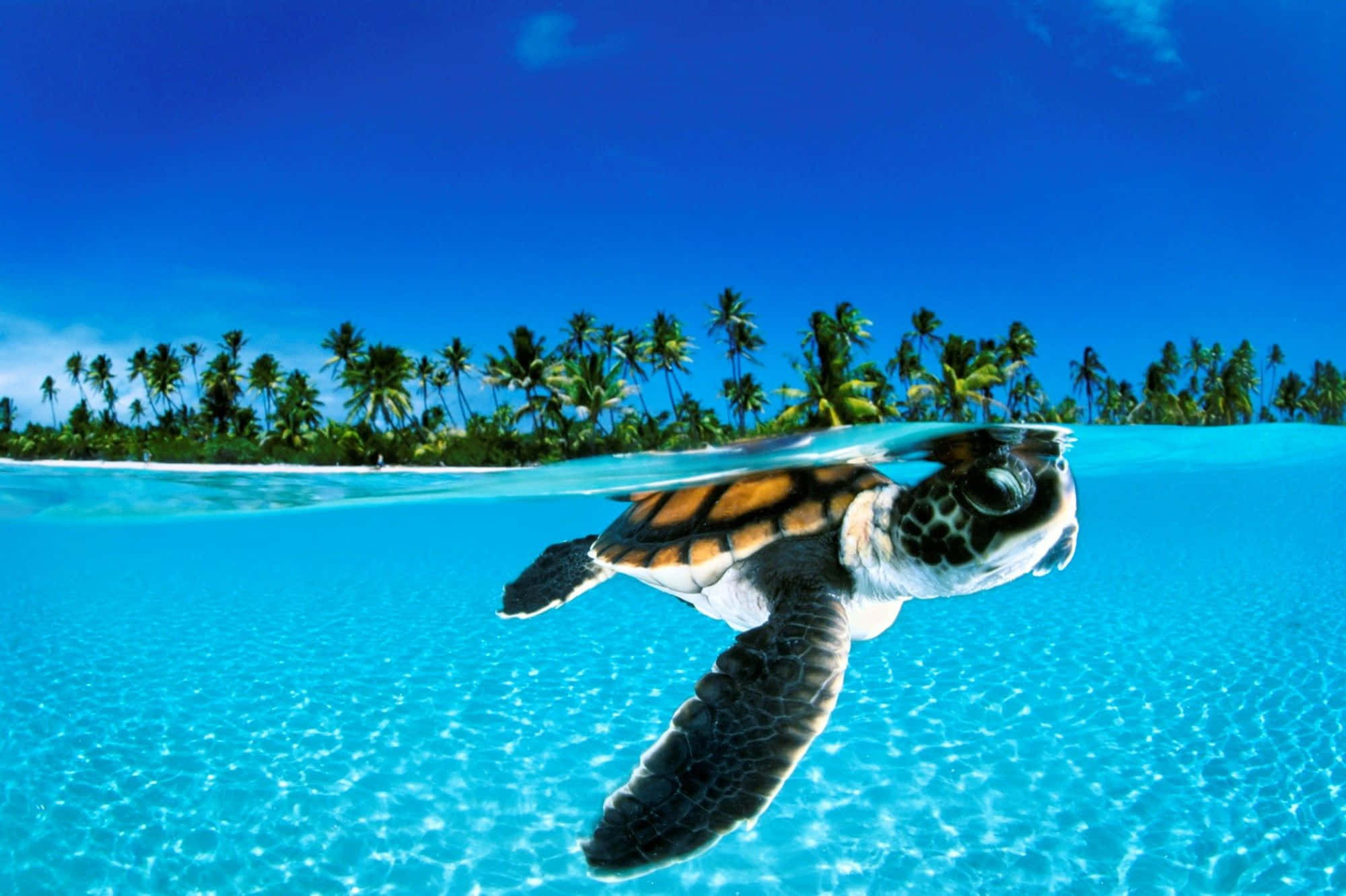 Baby Turtle, tropical island, palm trees, Full HD Desktop Wallpaper