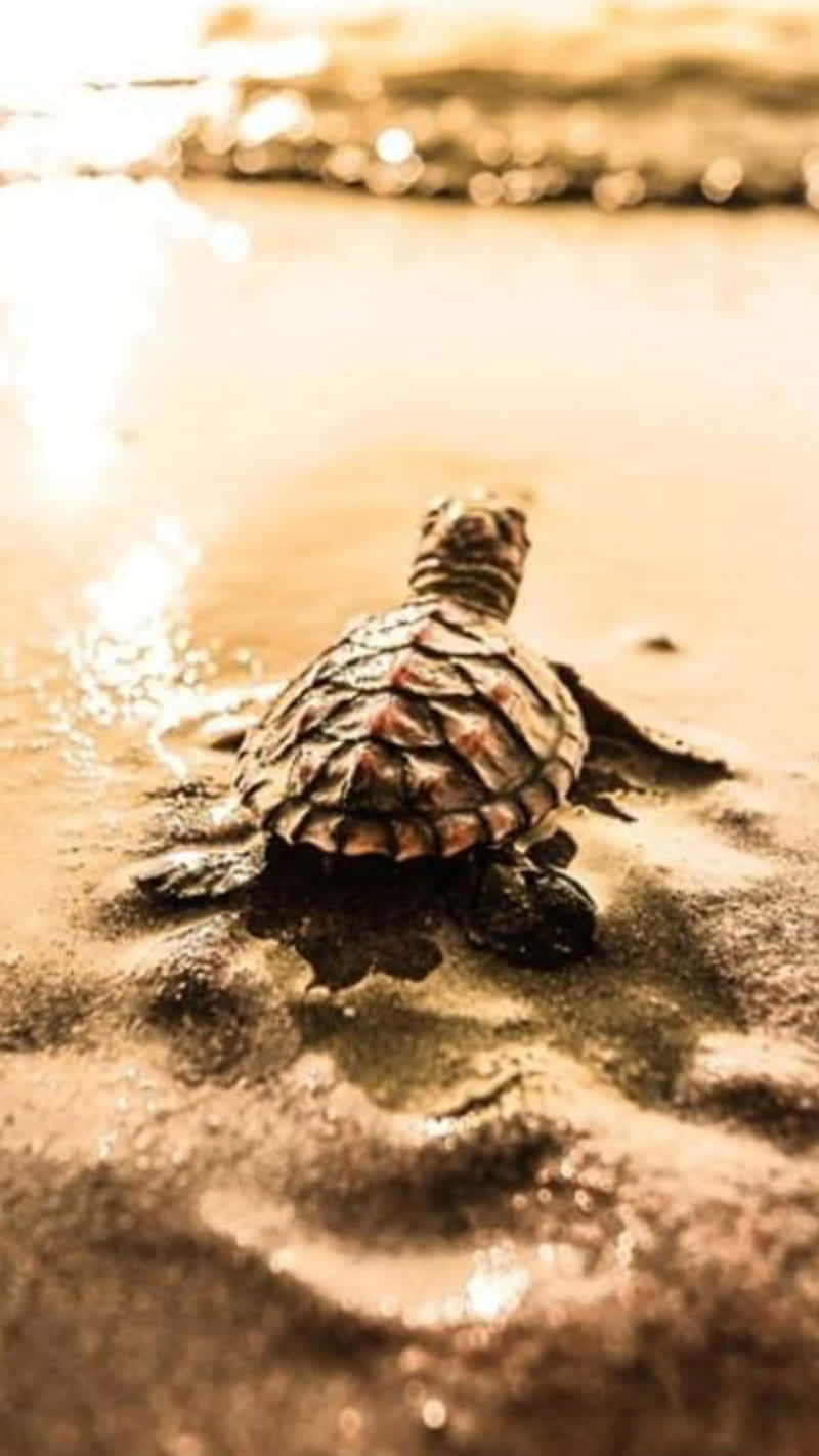 baby turtle, sea turtle hatchling, wet sand, HD Phone Wallpaper