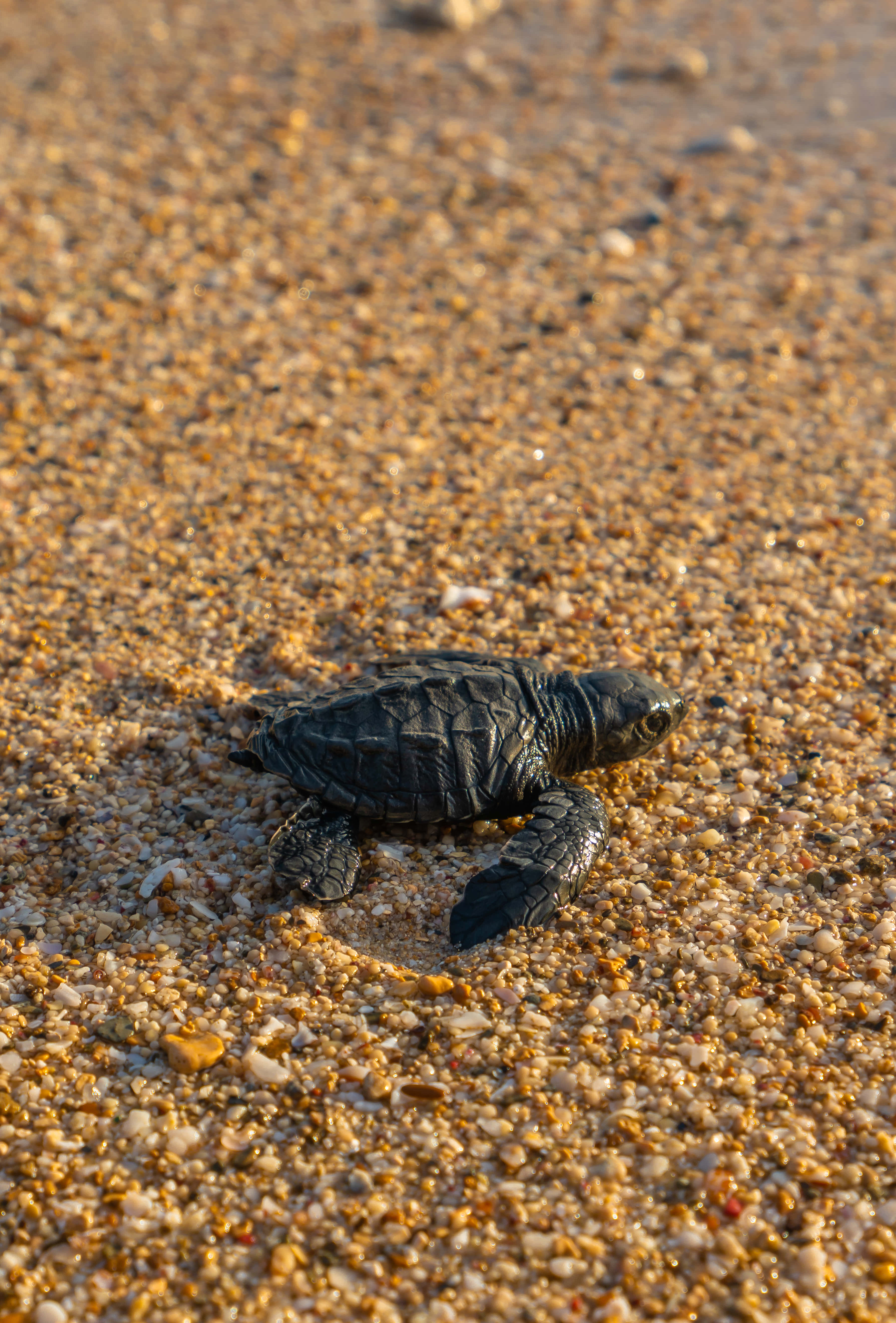 baby turtle, golden sand, ocean, 5K Phone Wallpaper