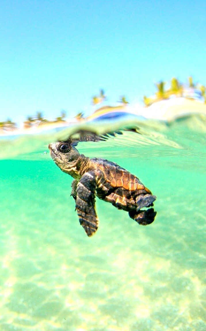 baby turtle, ocean, sunlit surface, SD Phone Wallpaper