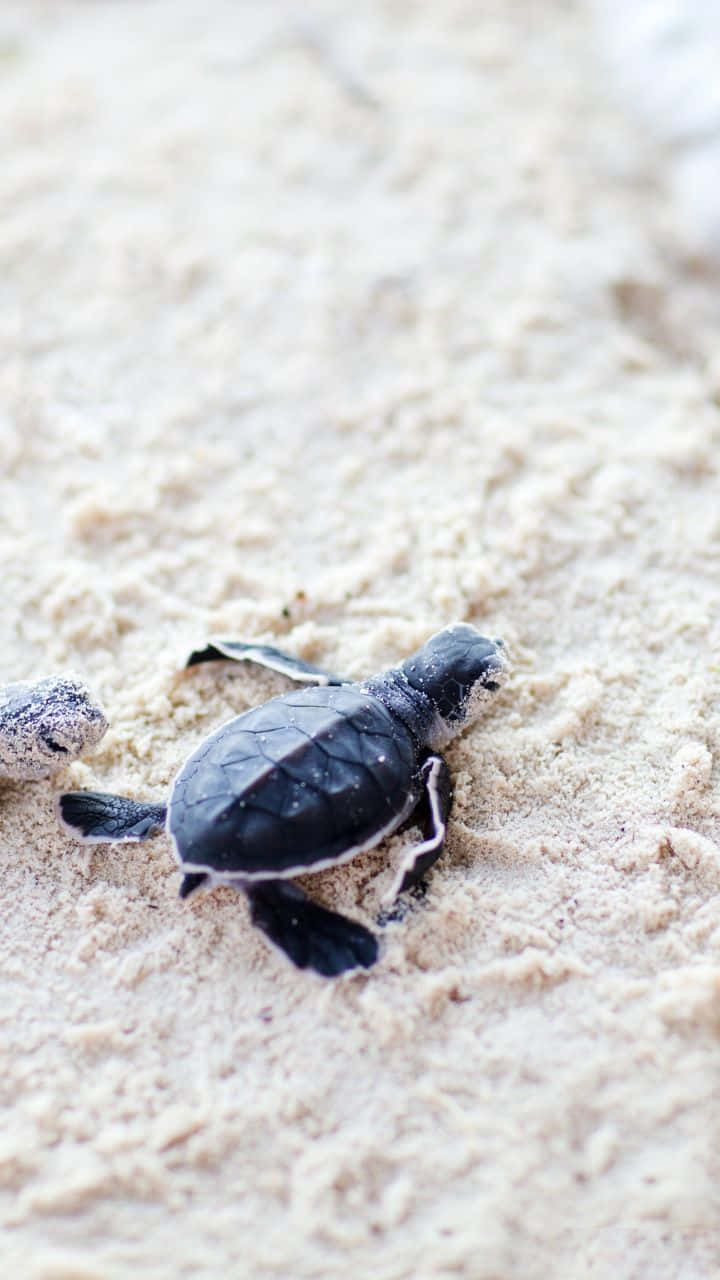 Baby Turtle, sea turtle, pale sandy beach, HD Phone Wallpaper