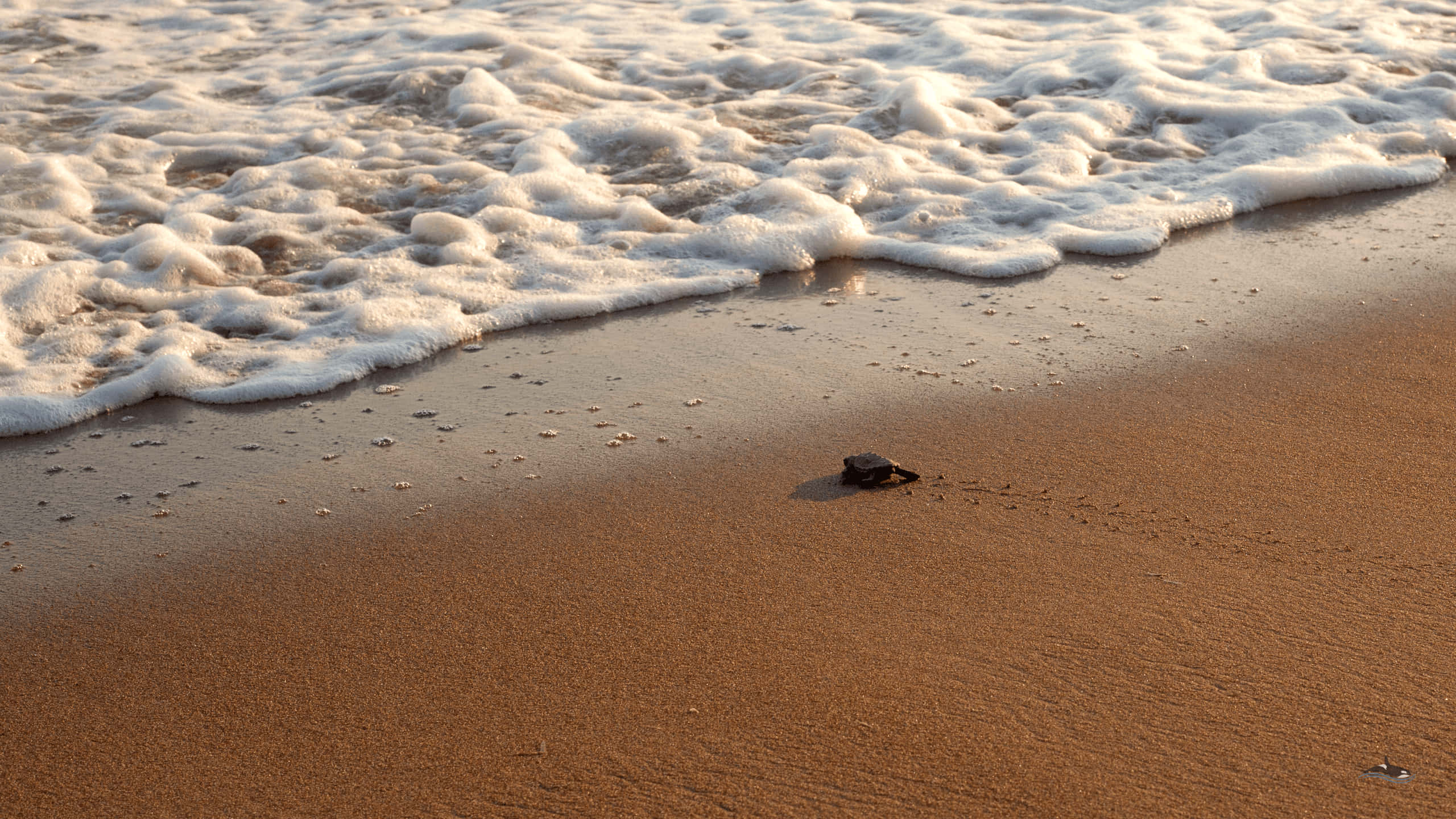 baby turtle, sea turtle hatchling, wet golden sand, 2K Desktop Wallpaper