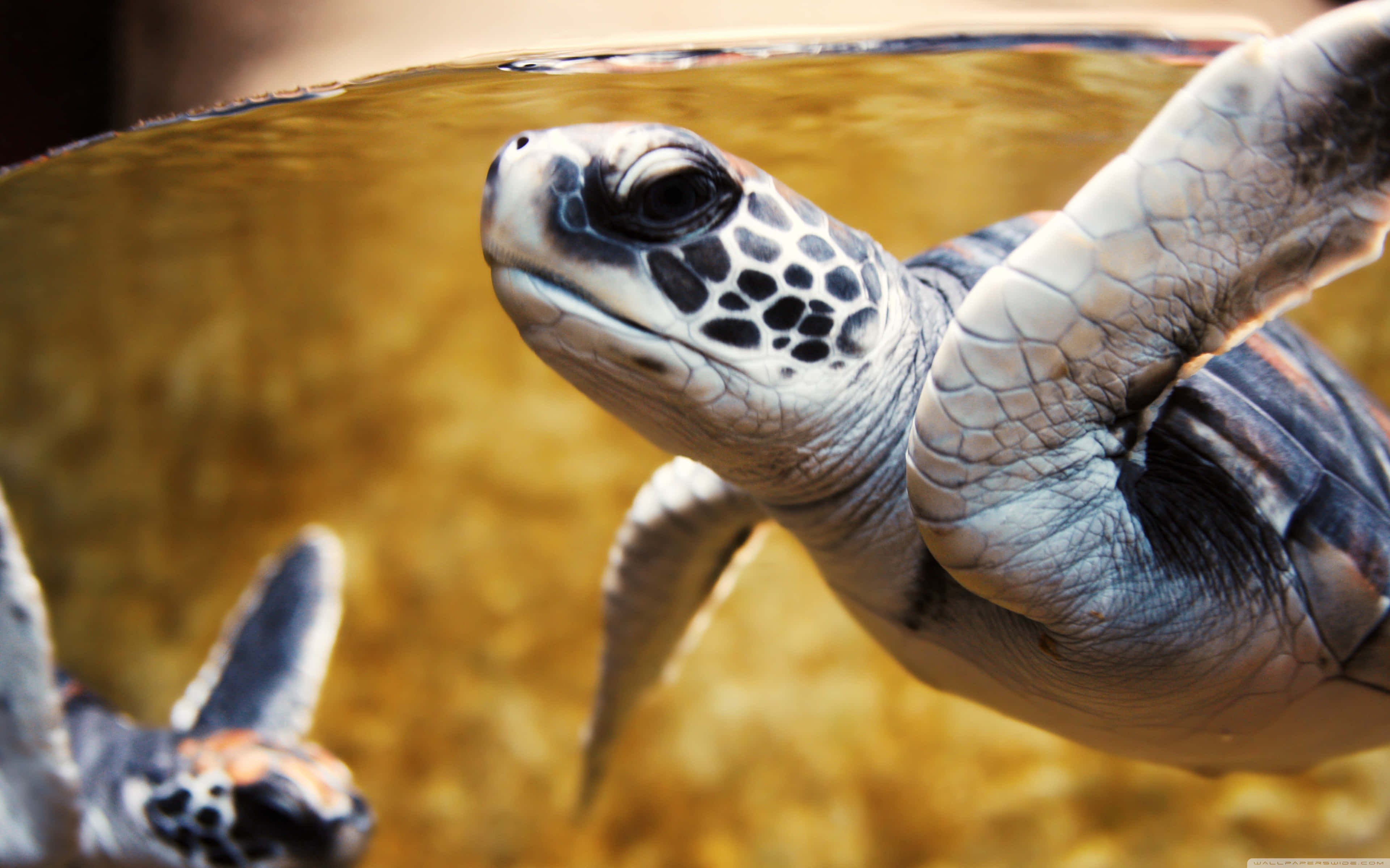 Baby Turtle, sea turtle, textured shell, 4K Desktop Wallpaper