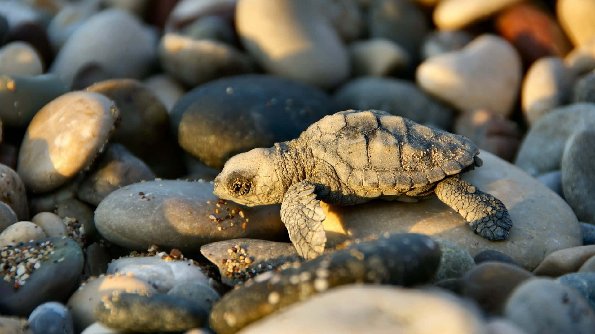 baby turtle, sea turtle, sunlit pebbles, Full HD Desktop Wallpaper