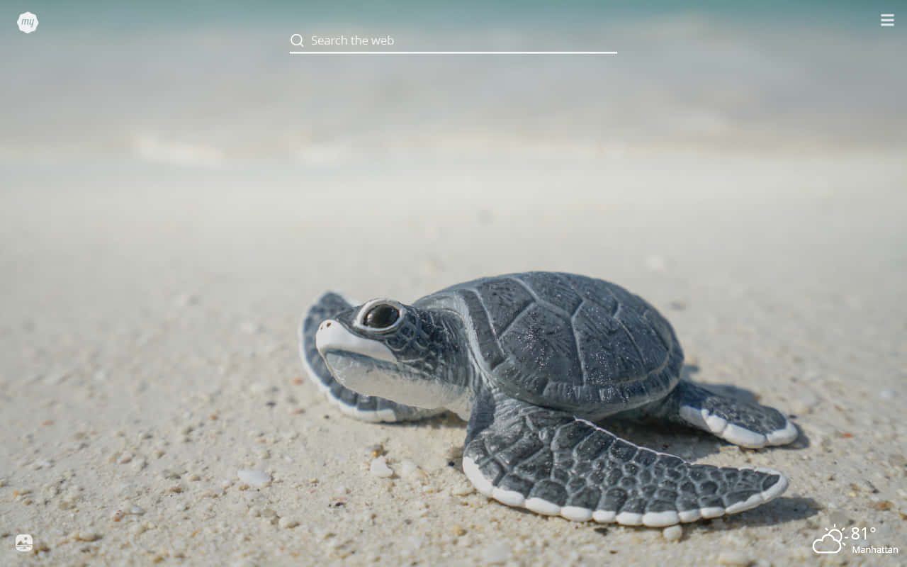 baby turtle, gray sea turtle hatchling, sunlit sandy beach, HD Desktop Wallpaper