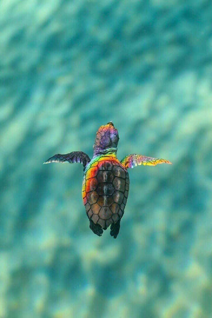 Baby Turtle, rainbow-colored, turquoise ocean water, SD Phone Wallpaper