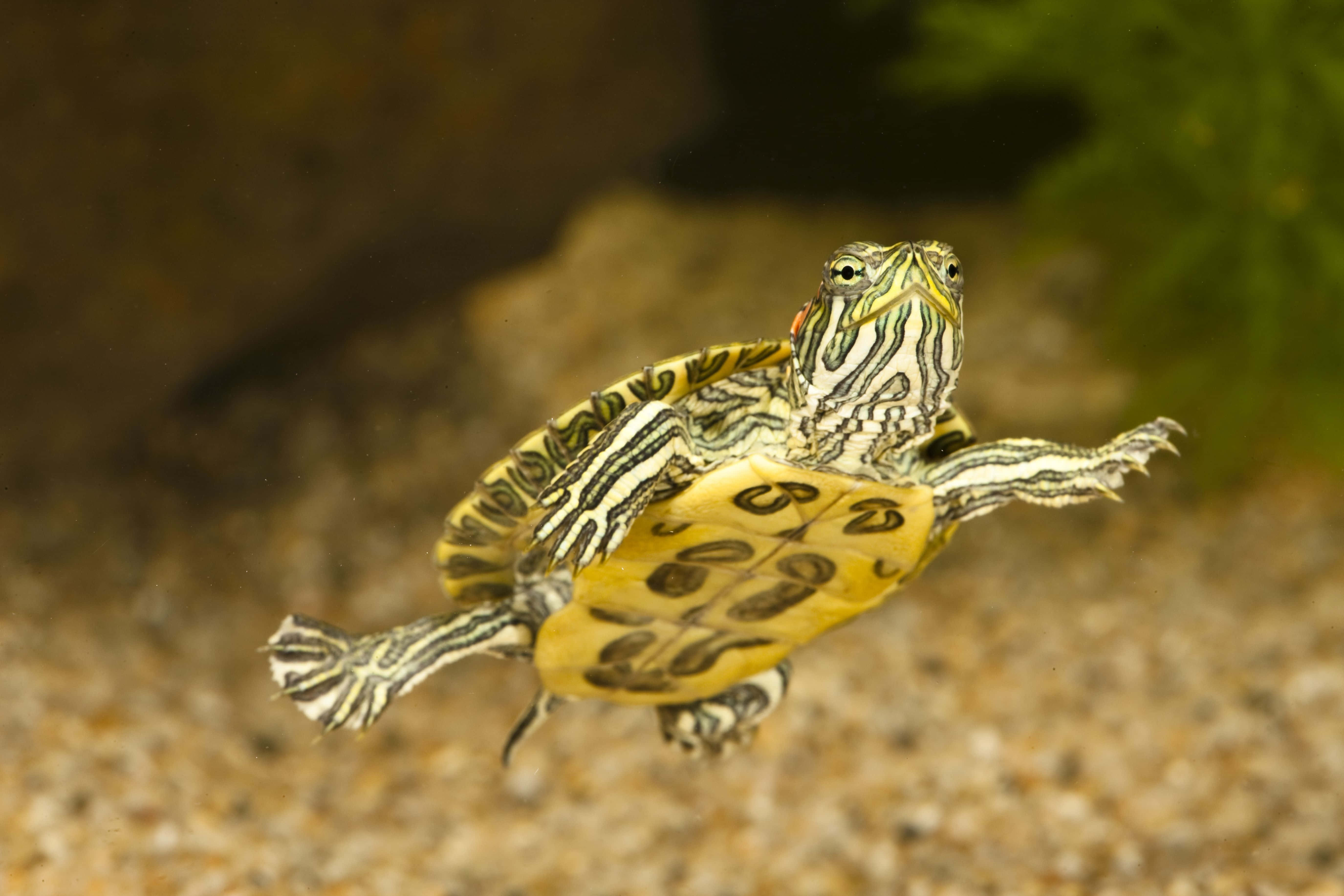 Baby Turtle, 5500 x 3667, vibrant yellow and black patterned, 5K Desktop Wallpaper