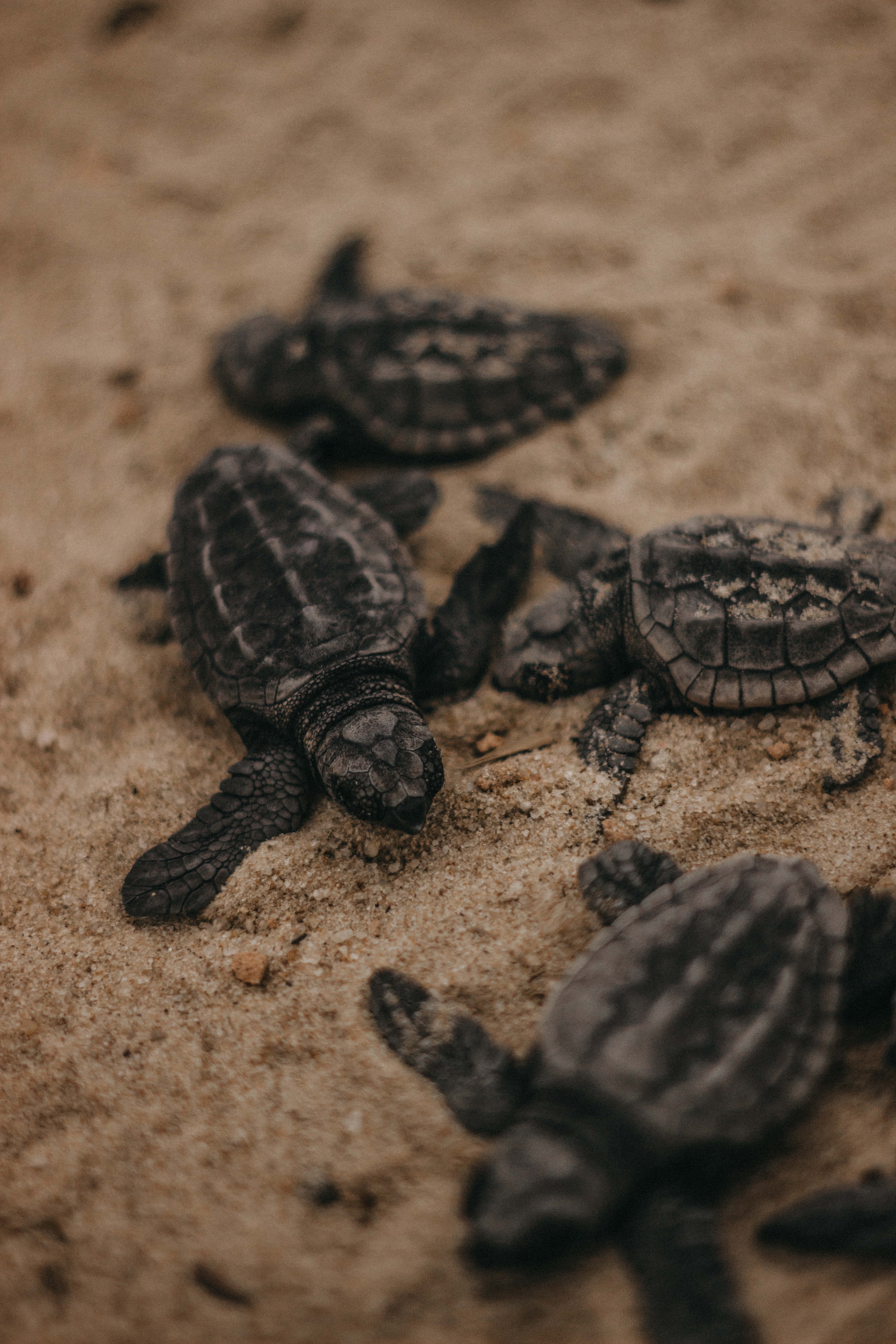 Baby Turtle, textured shells, warm sandy beach, 5K Phone Wallpaper