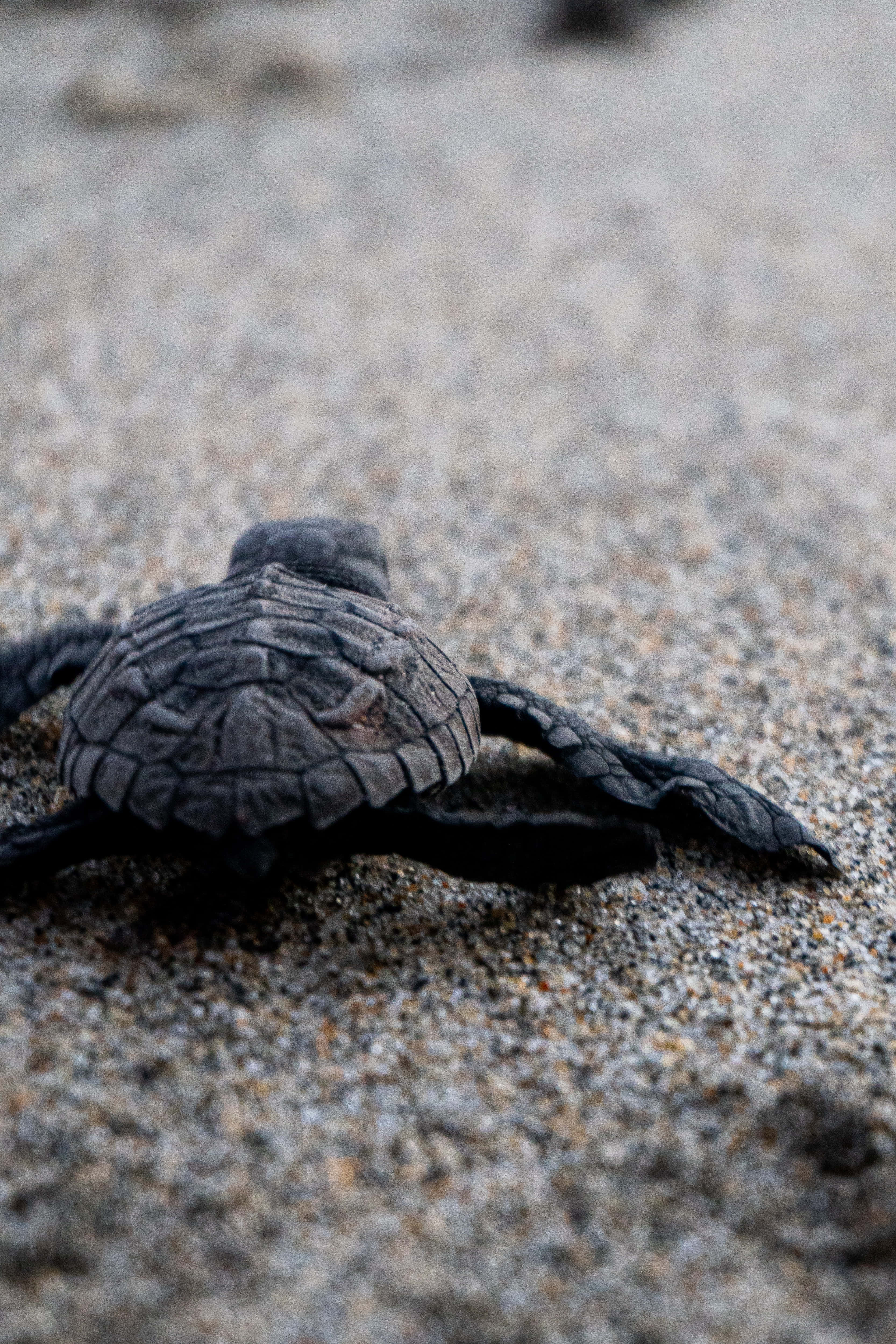 baby turtle, sea turtle, beach, 4K Phone Wallpaper