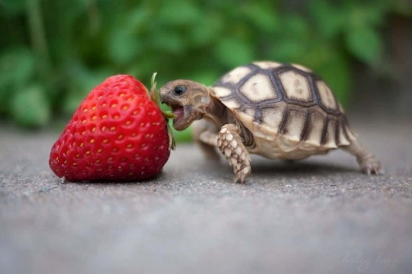 Baby Turtle, tiny tortoise, bright red strawberry, HD Desktop Wallpaper