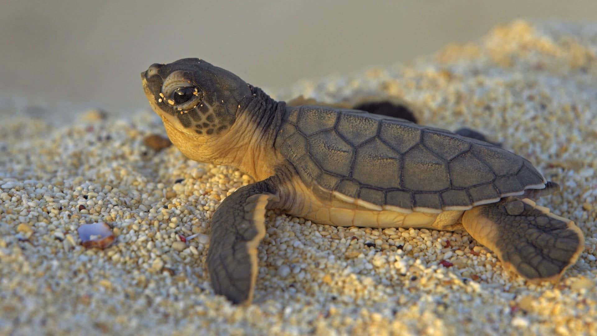 Baby Turtle, golden sand, ocean, Full HD Desktop Wallpaper