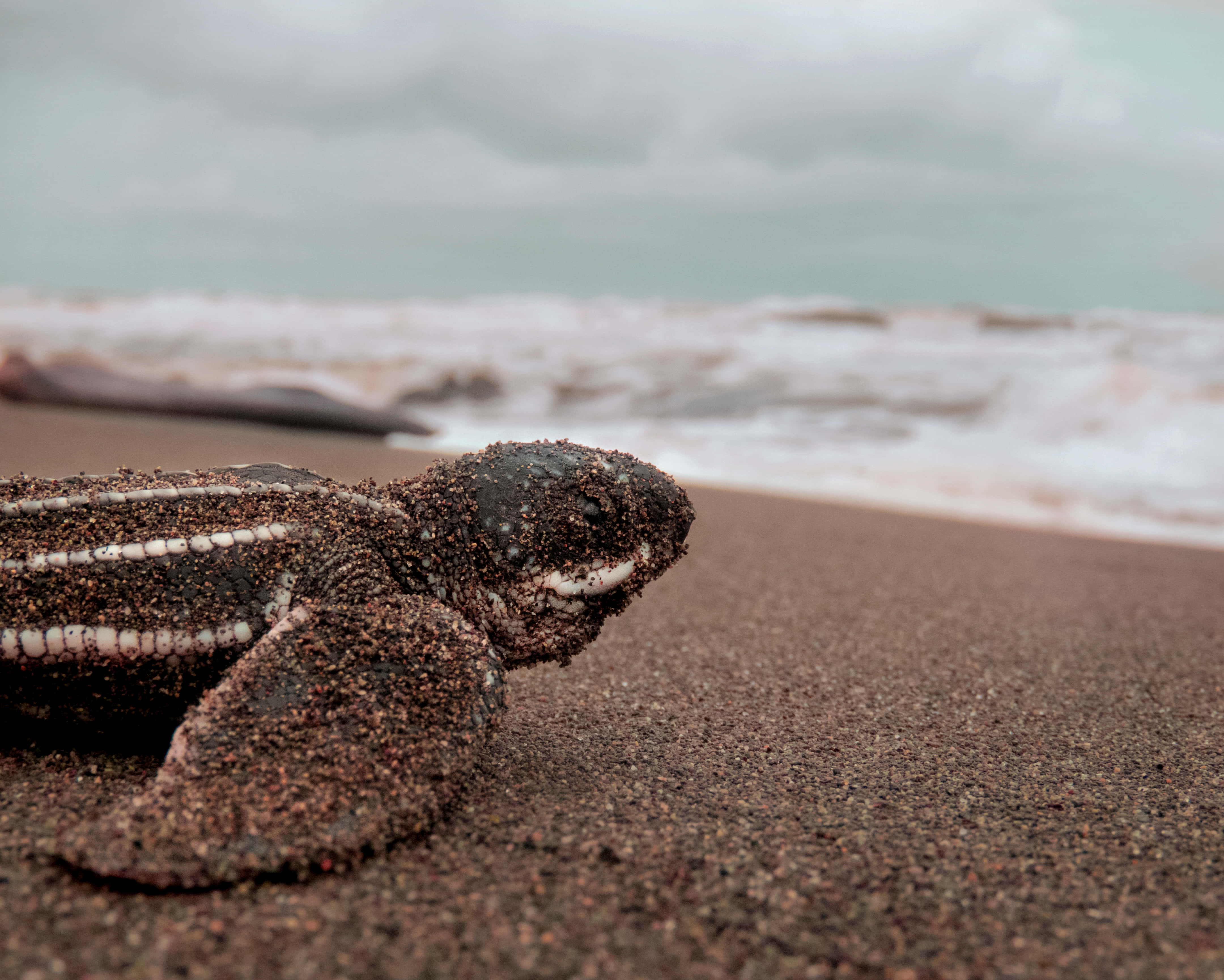 leatherback sea turtle, hatchling, dark volcanic beach, 4K Desktop Wallpaper