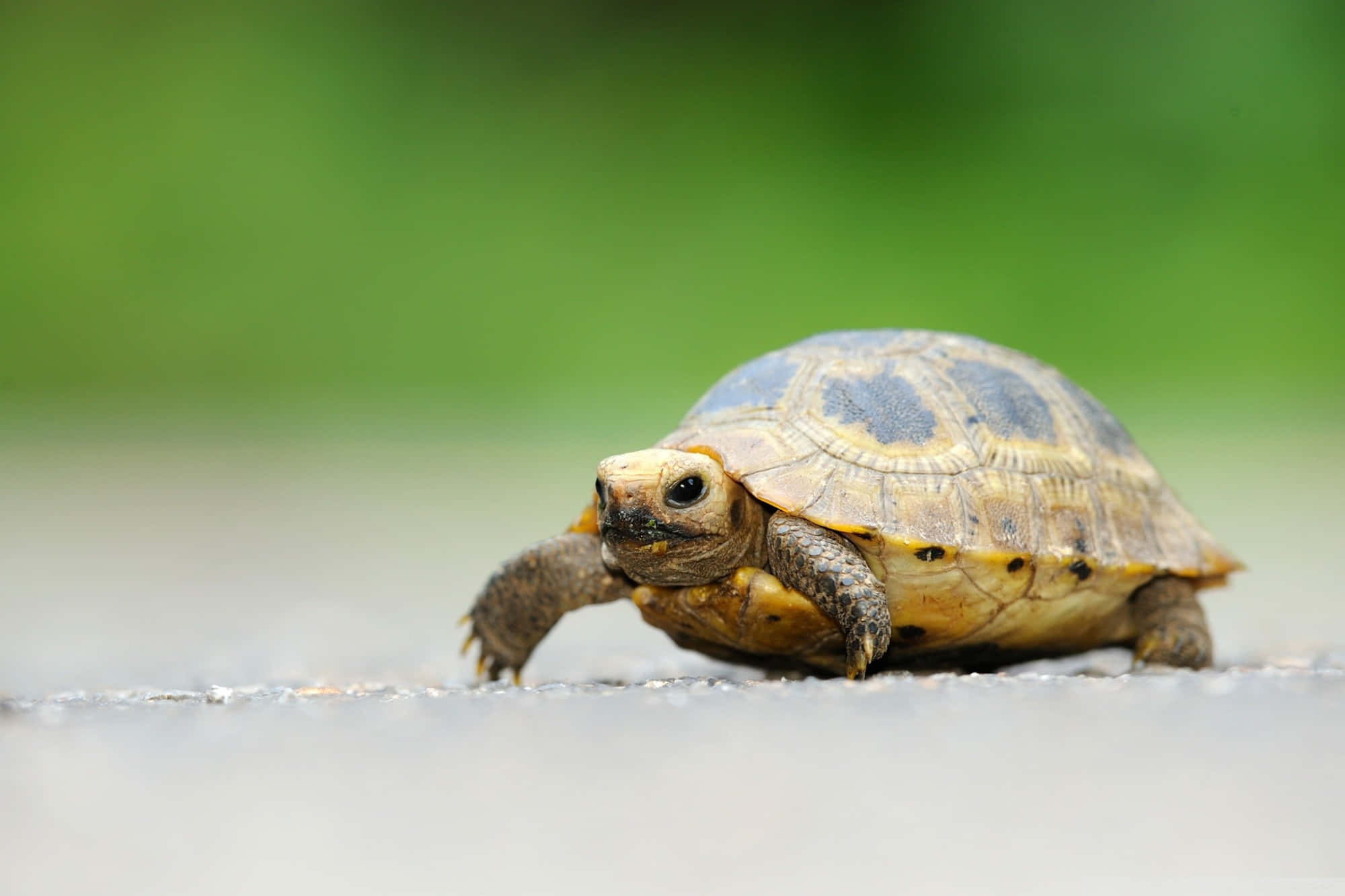 baby turtle 2000, paved surface, patterned shell, Full HD Desktop Wallpaper