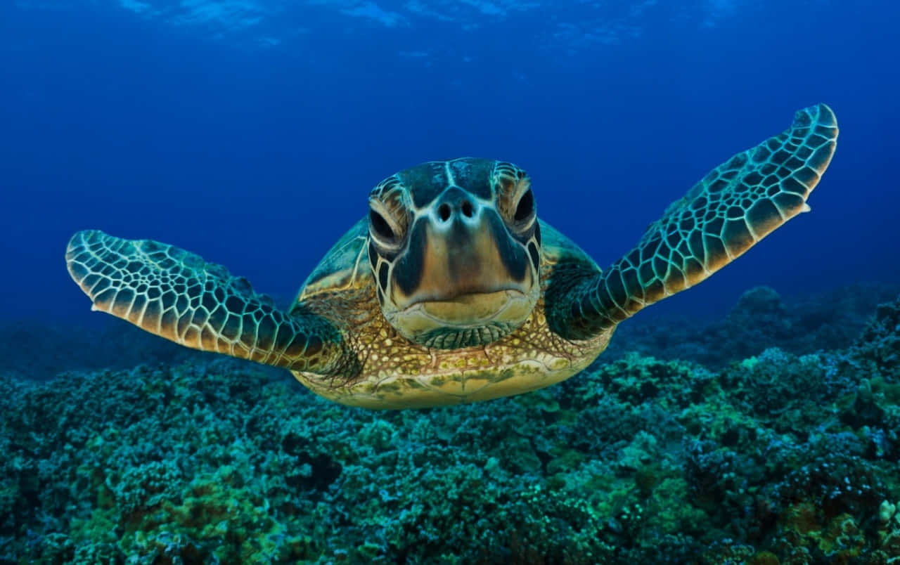 Baby Turtle, green sea turtle, vibrant coral reef, HD Desktop Wallpaper