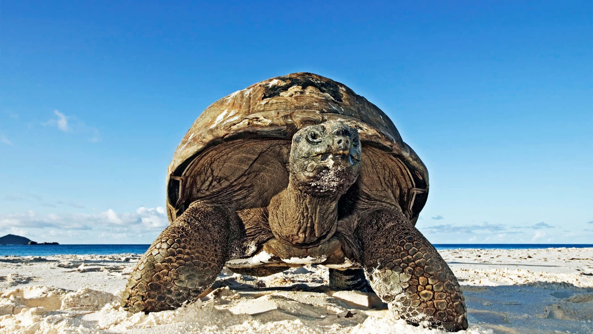 Baby Turtle, tortoise, sandy beach, Full HD Desktop Wallpaper
