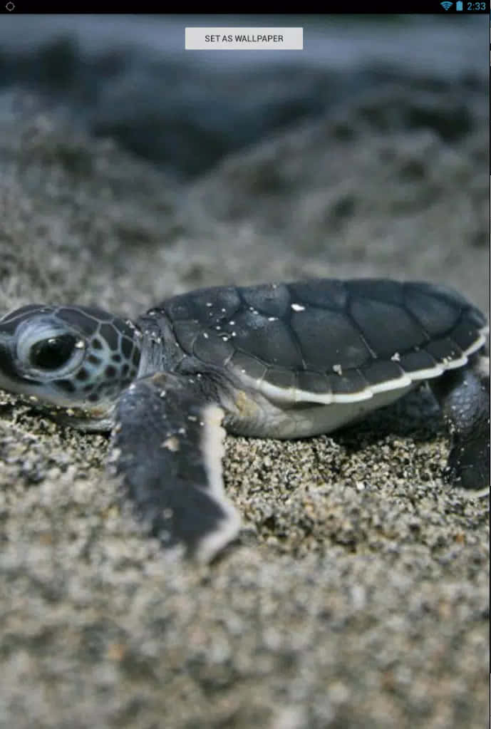 Baby Turtle, ocean, twilight light, SD Phone Wallpaper