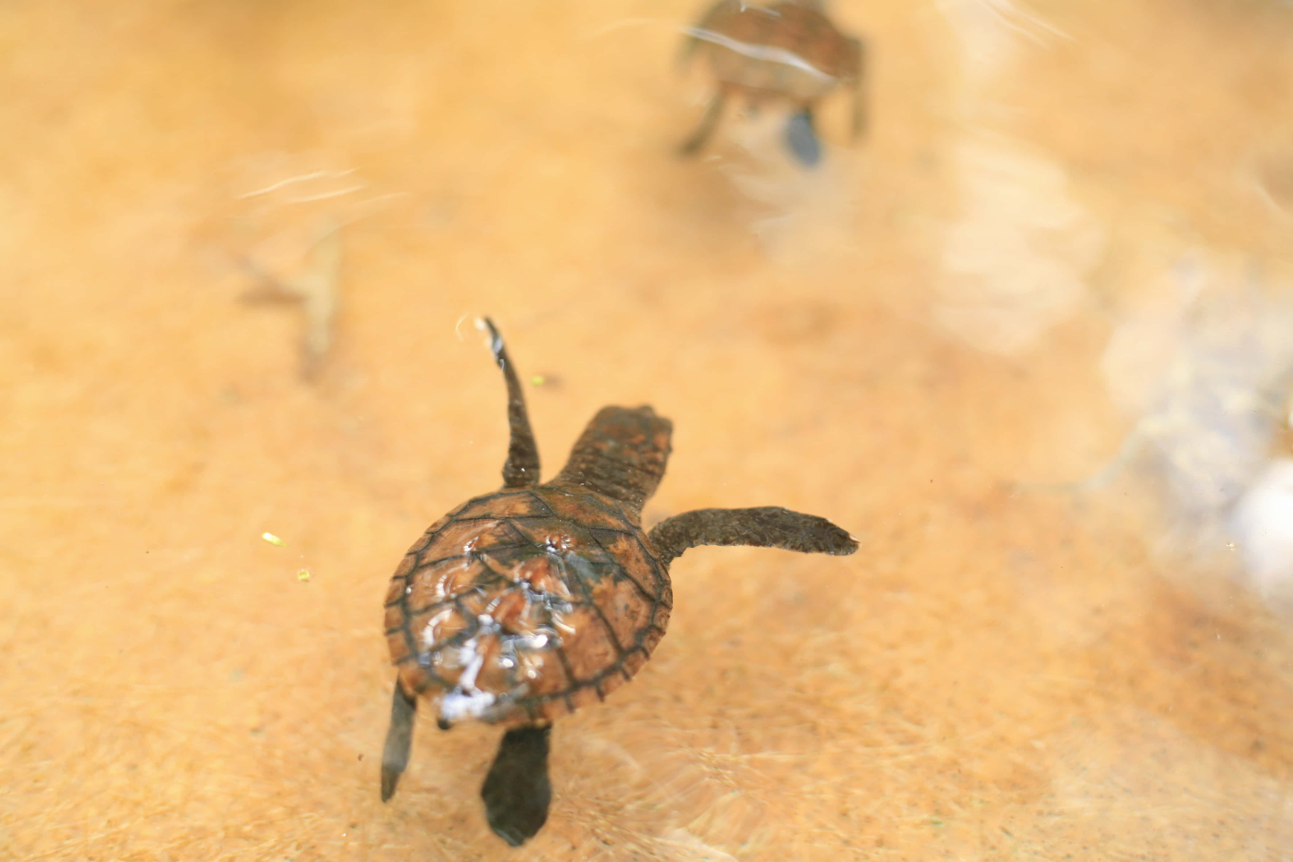 Baby Turtle, shallow water, sunlit water, 4K Desktop Wallpaper