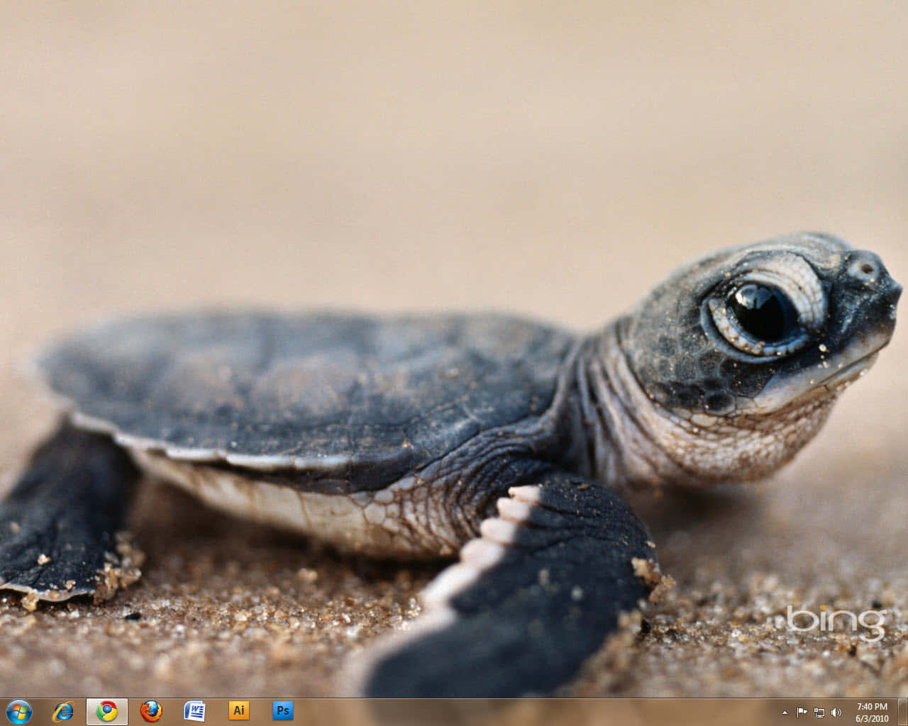 Baby Turtle, dark shell, curious eyes, HD Desktop Wallpaper