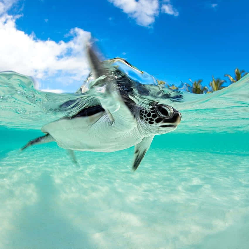 baby turtle, ocean, turquoise water, SD Desktop Wallpaper