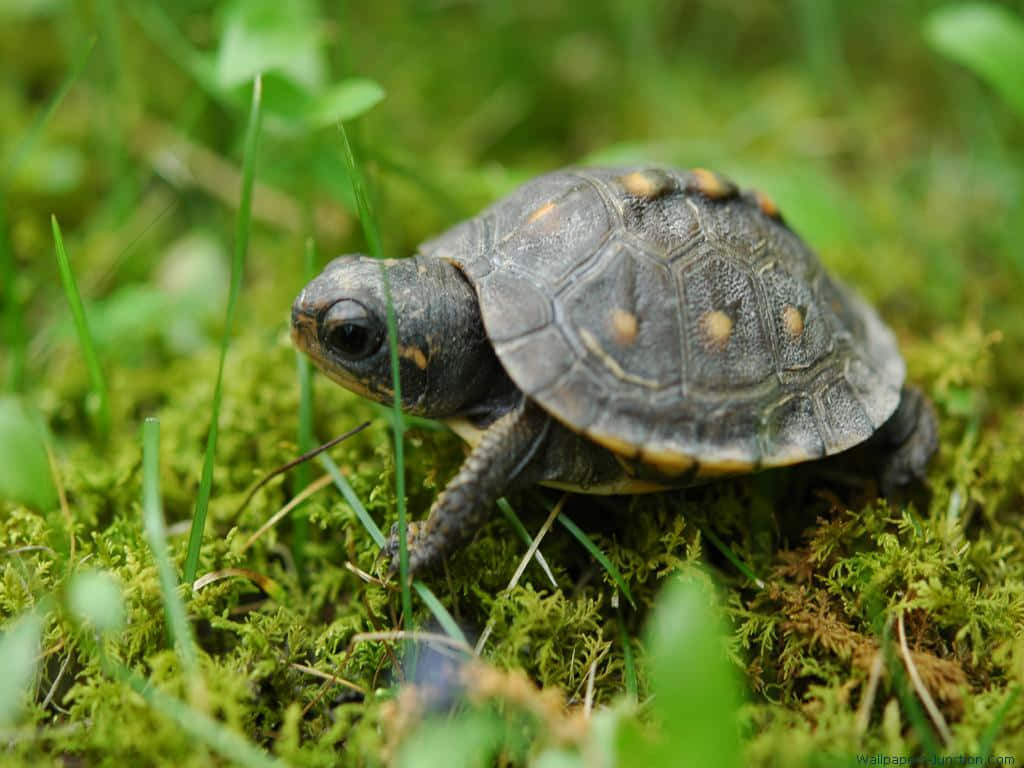 baby turtle, moss, grass, SD Desktop Wallpaper