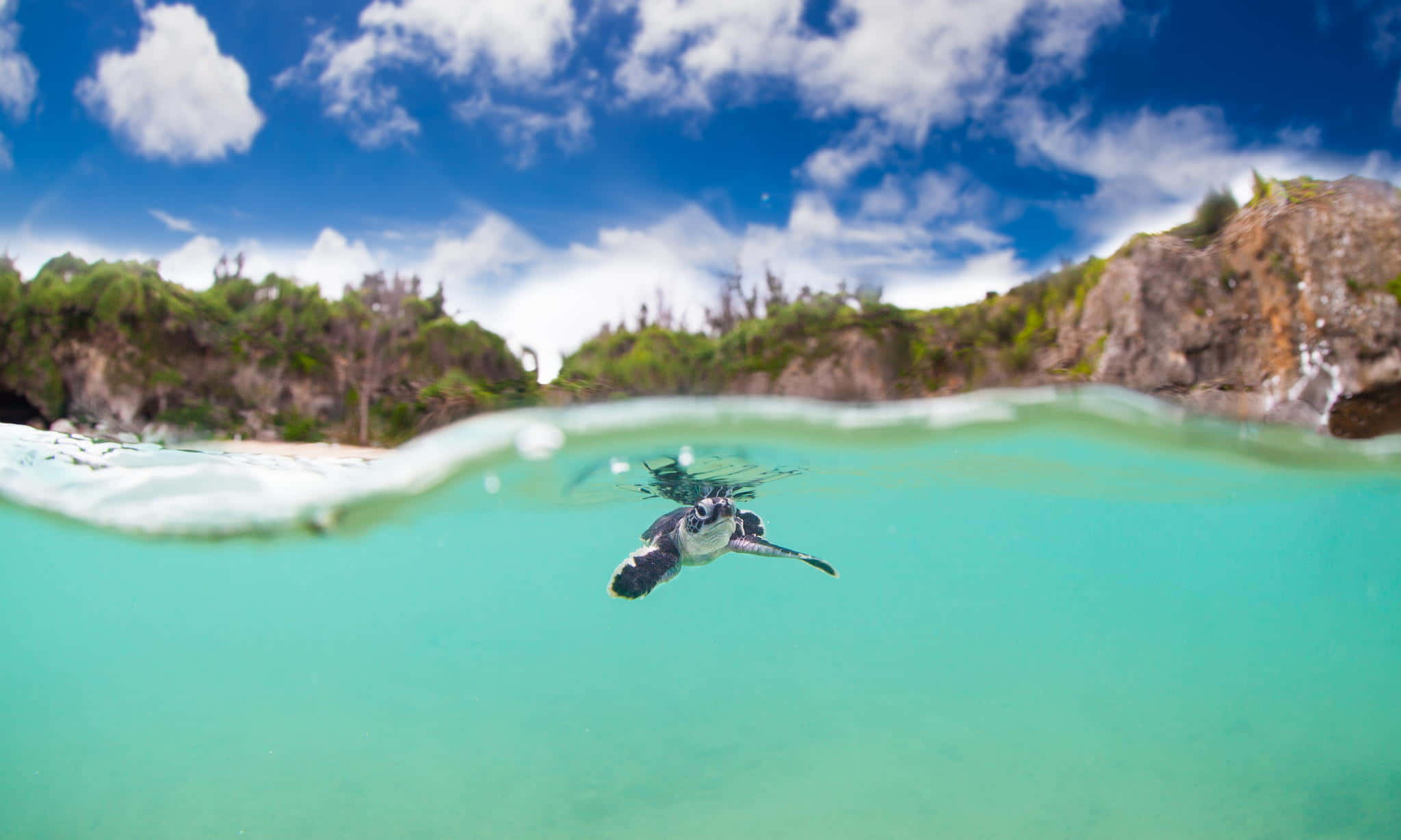 Baby Turtle, sea turtle, rocky coastline, Full HD Desktop Wallpaper