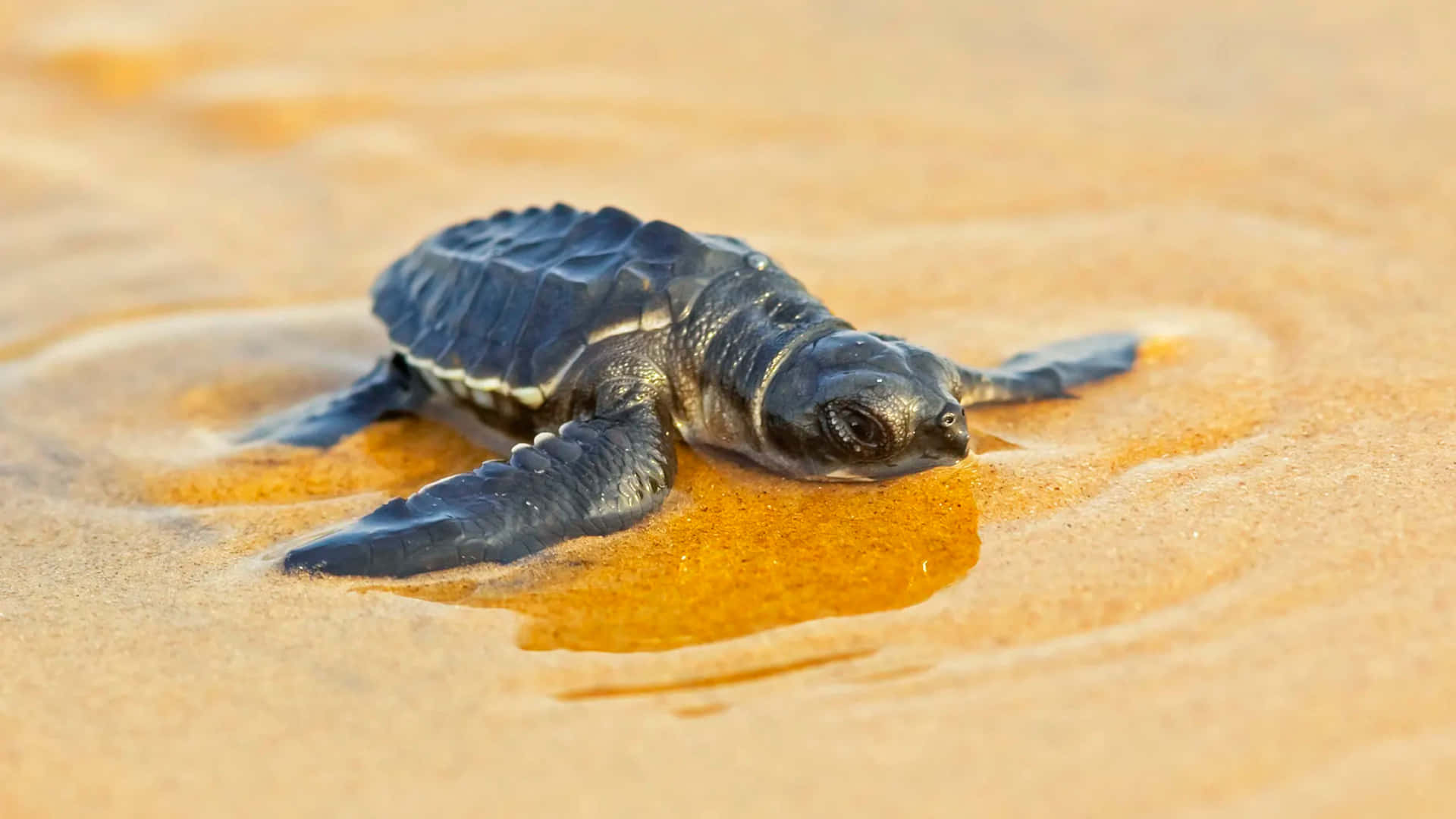 Baby Turtle, golden sand, ocean, Full HD Desktop Wallpaper