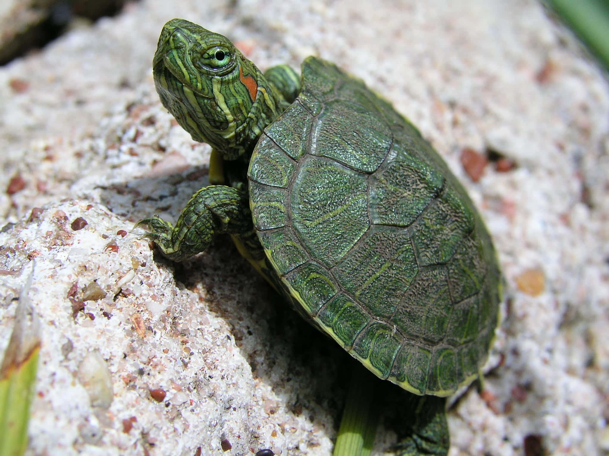 baby turtle, green turtle, orange markings, Full HD Desktop Wallpaper