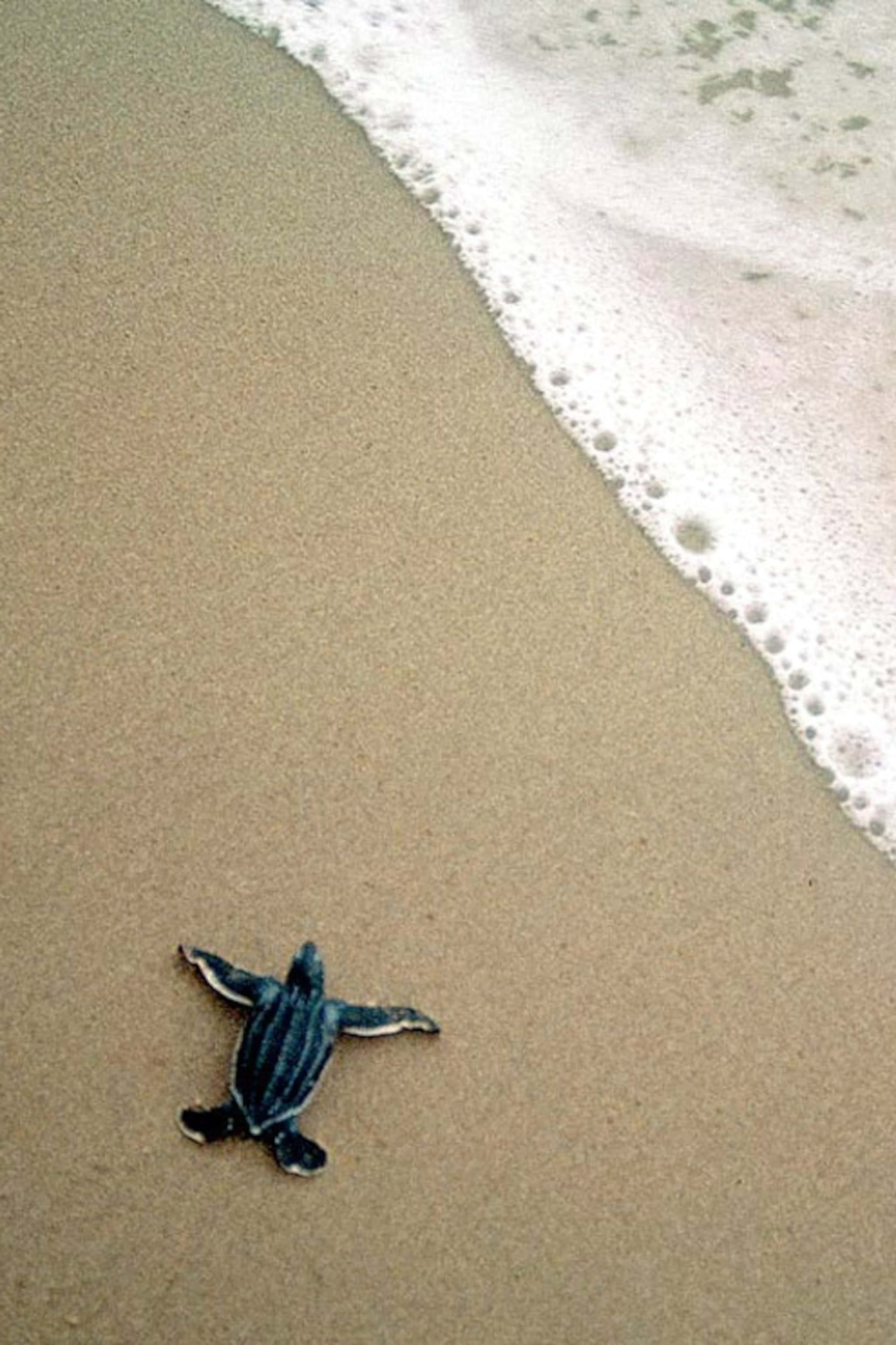 baby turtle, beach, wet sand, 2K Phone Wallpaper