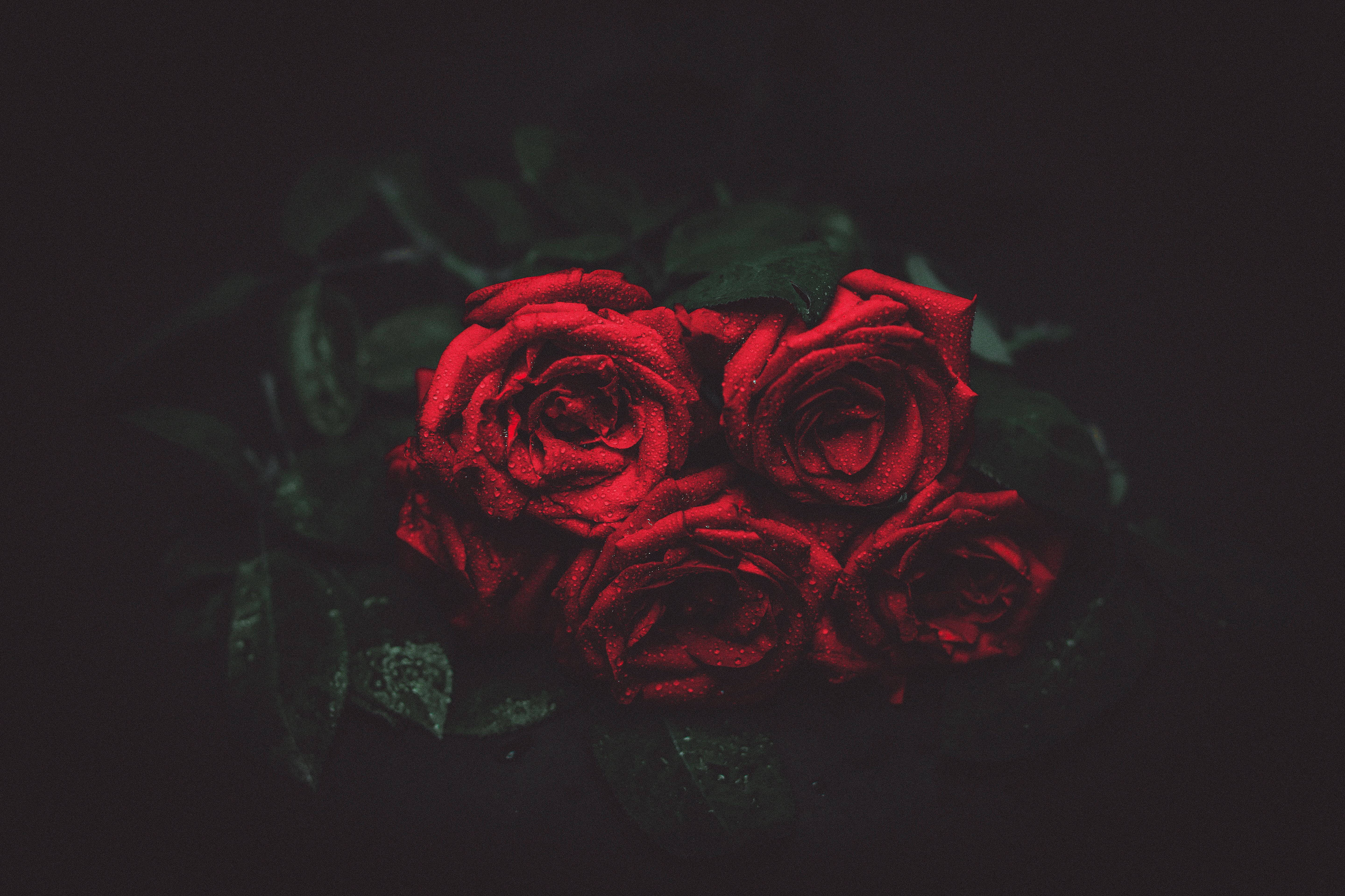 Background Black, dewy roses, vibrant red roses, 5K Desktop Wallpaper