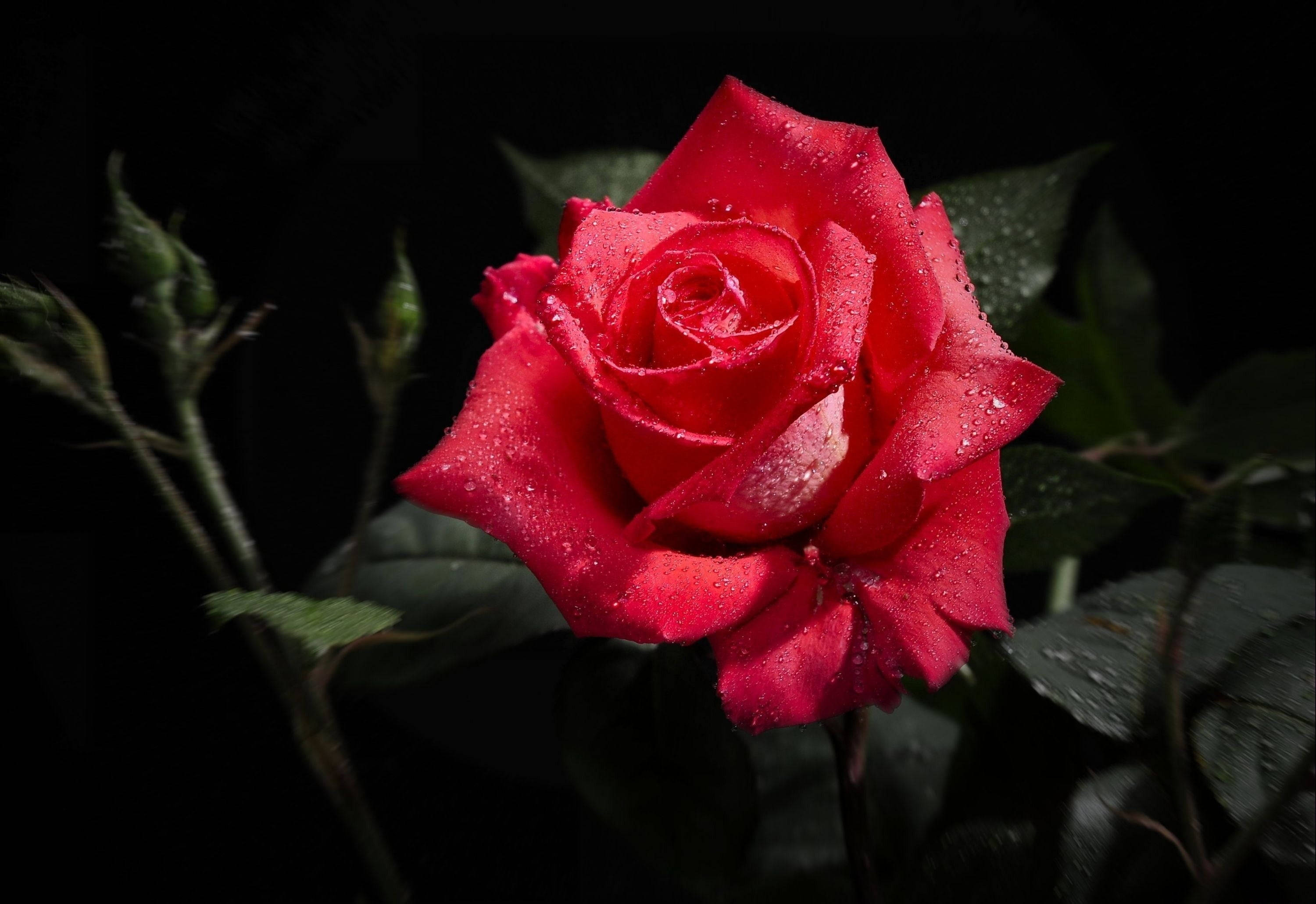 Background Black, red rose, dewdrops, 2K Desktop Wallpaper