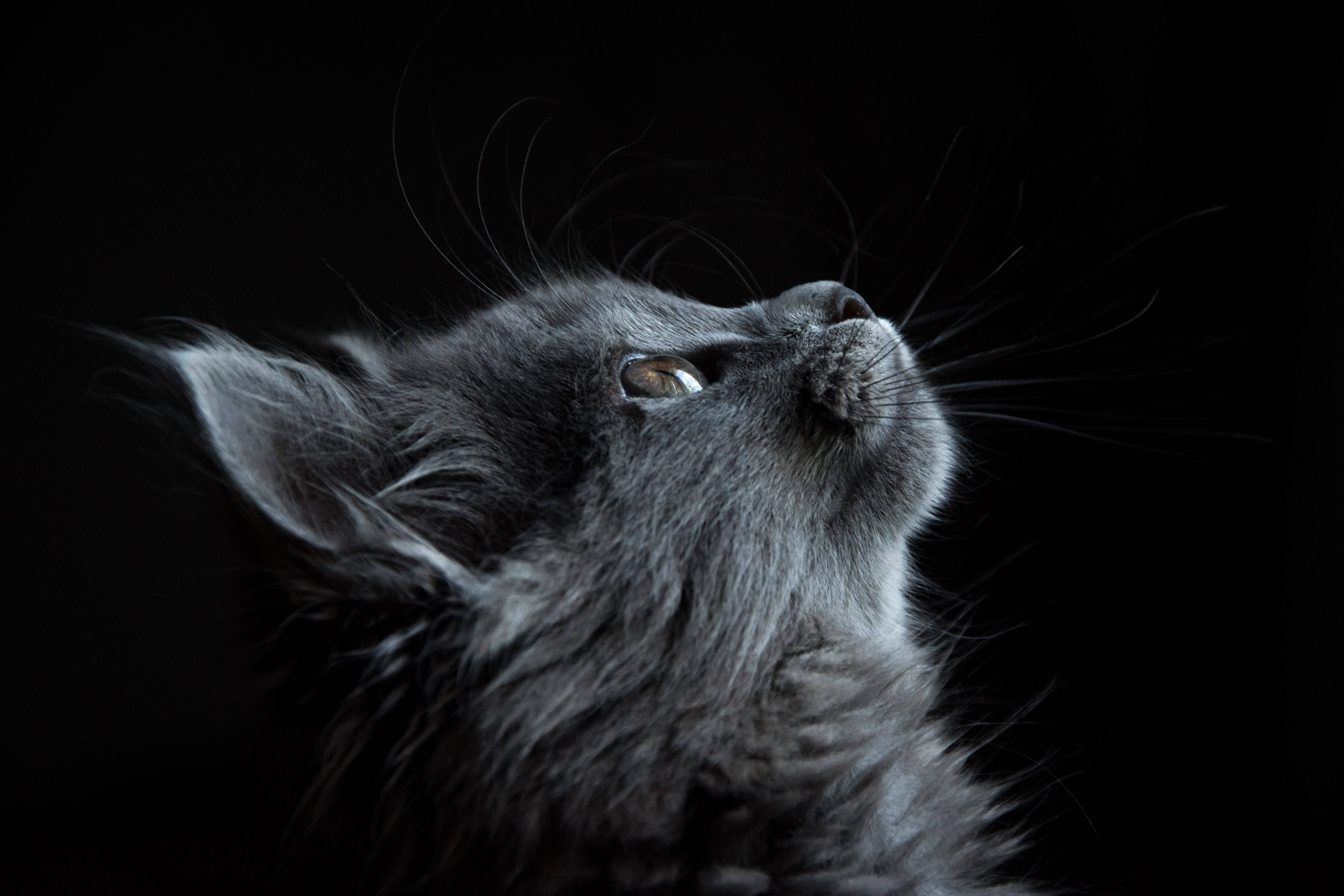 fluffy gray kitten, gazing upward, stark black background, 5K Desktop Wallpaper